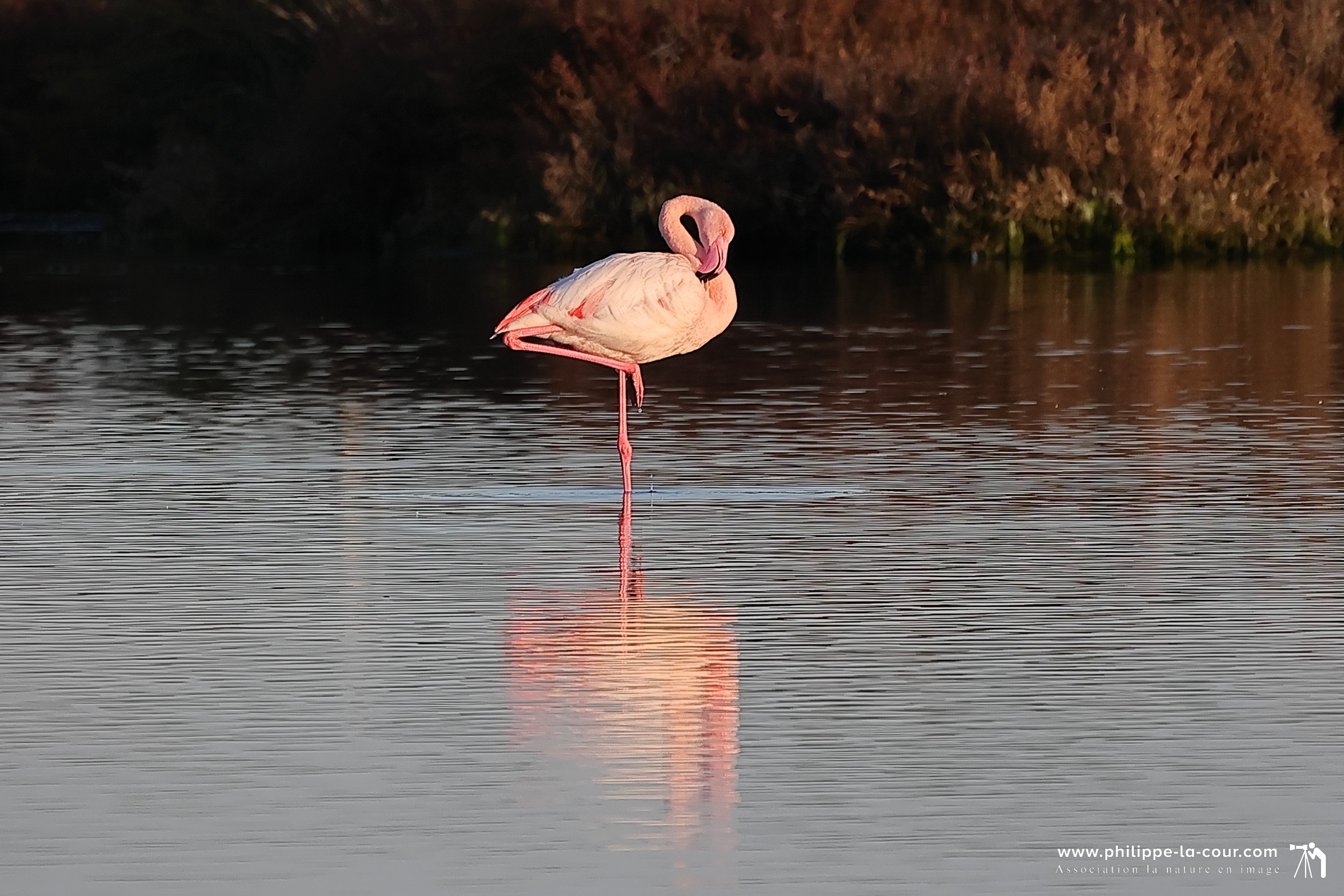 4x3a2170flamant rose resultat