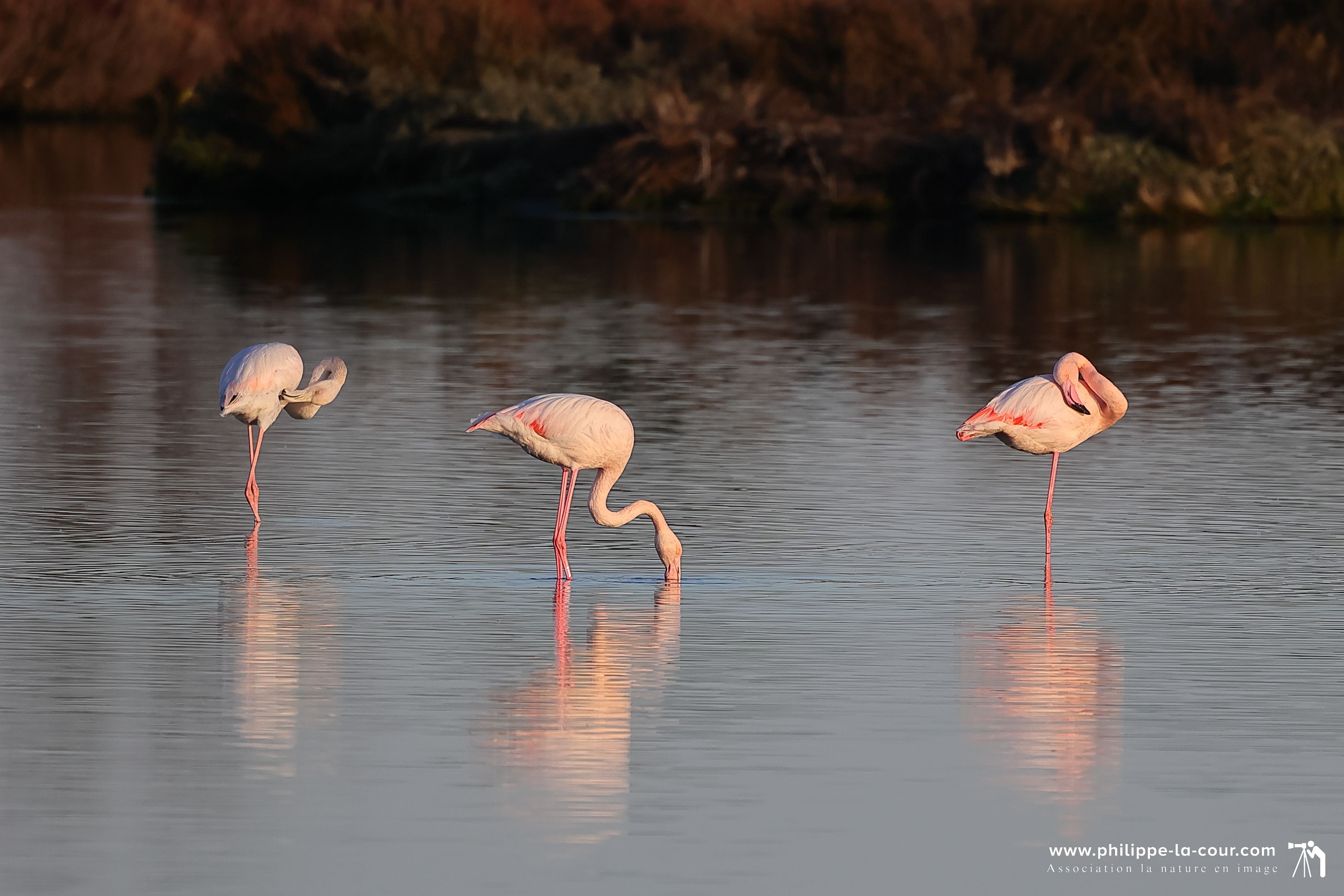 4x3a2195 flamants roses resultat