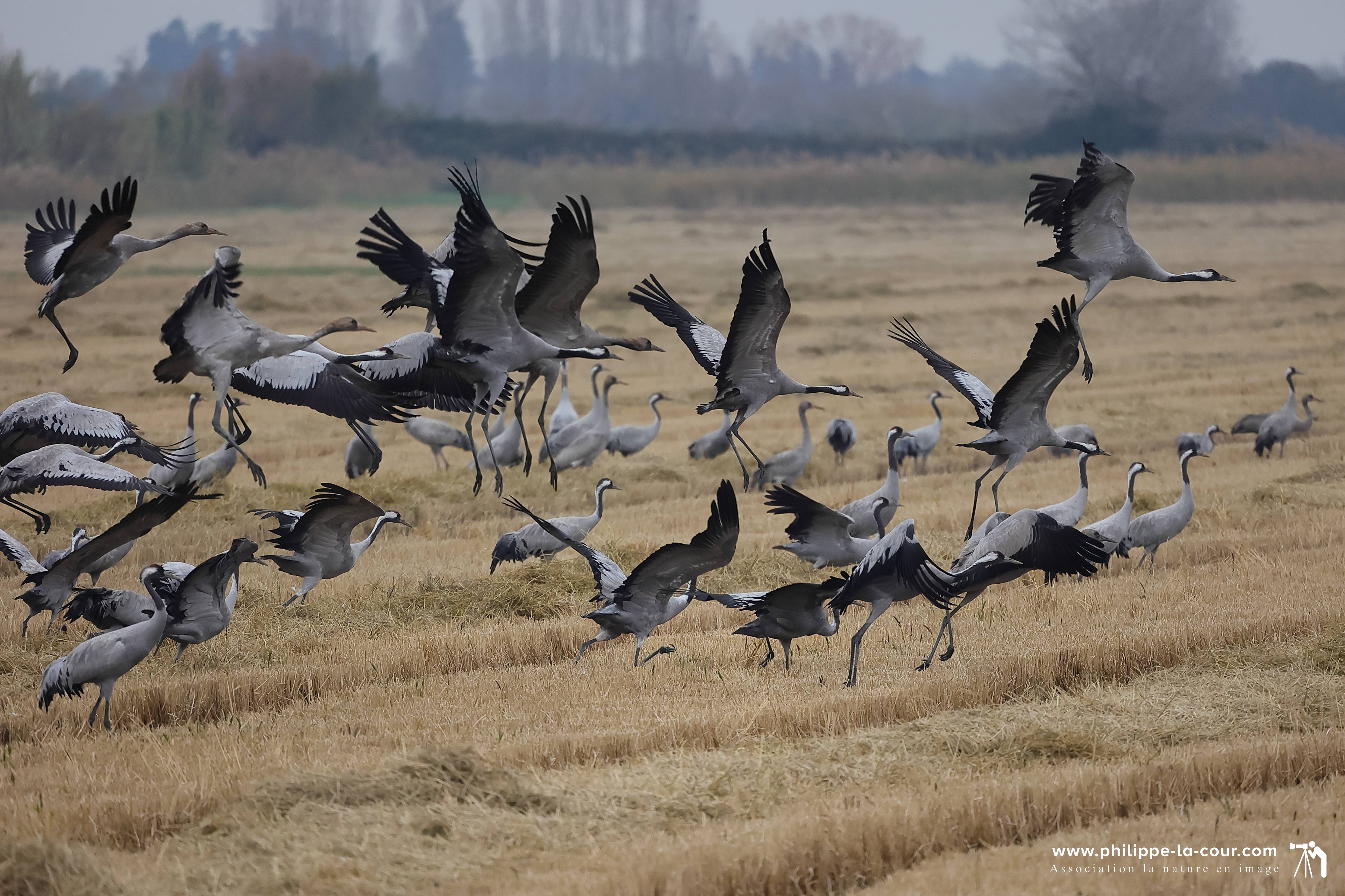 4x3a2203 grues cendre es resultat