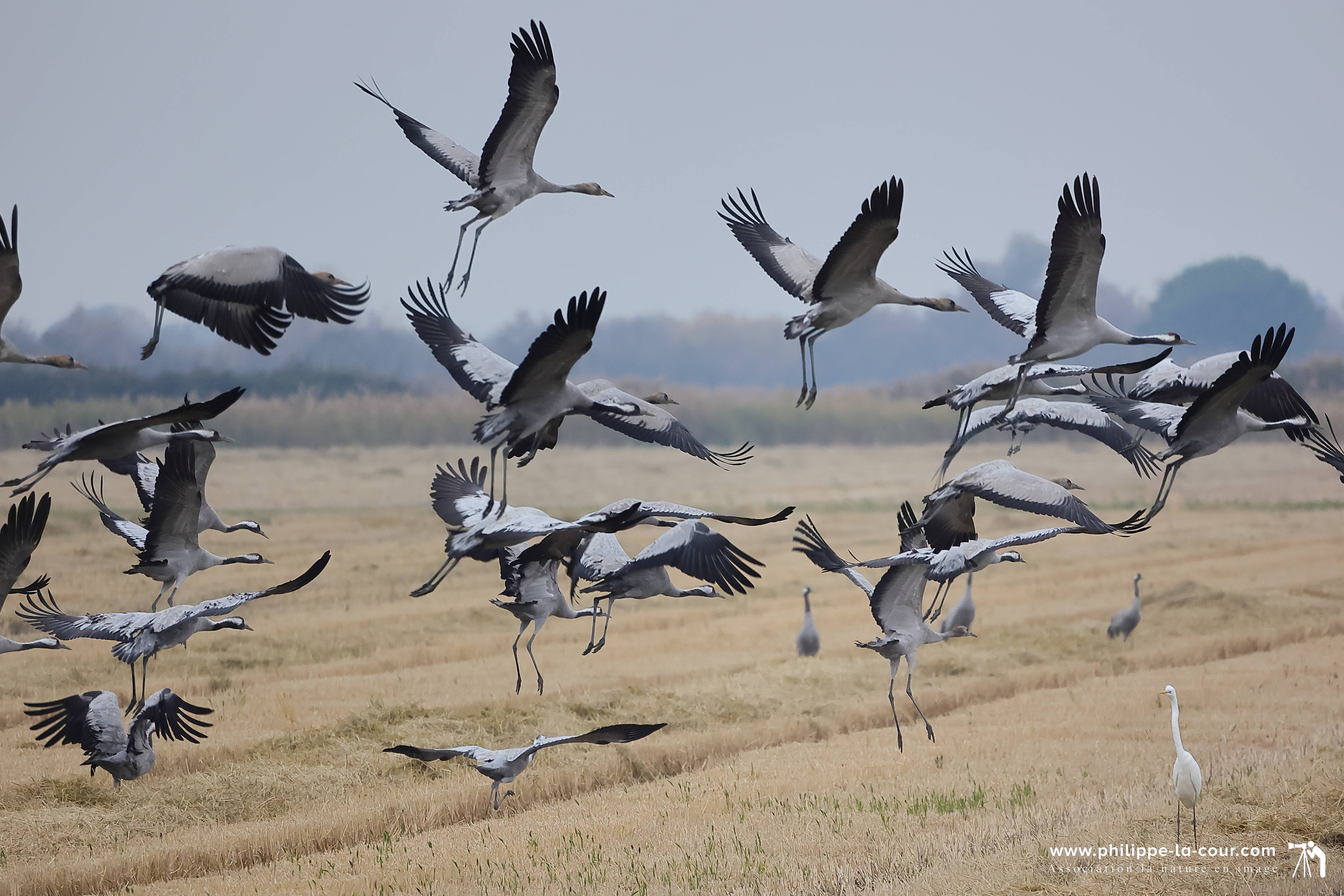 4x3a2209 grues cendre es resultat