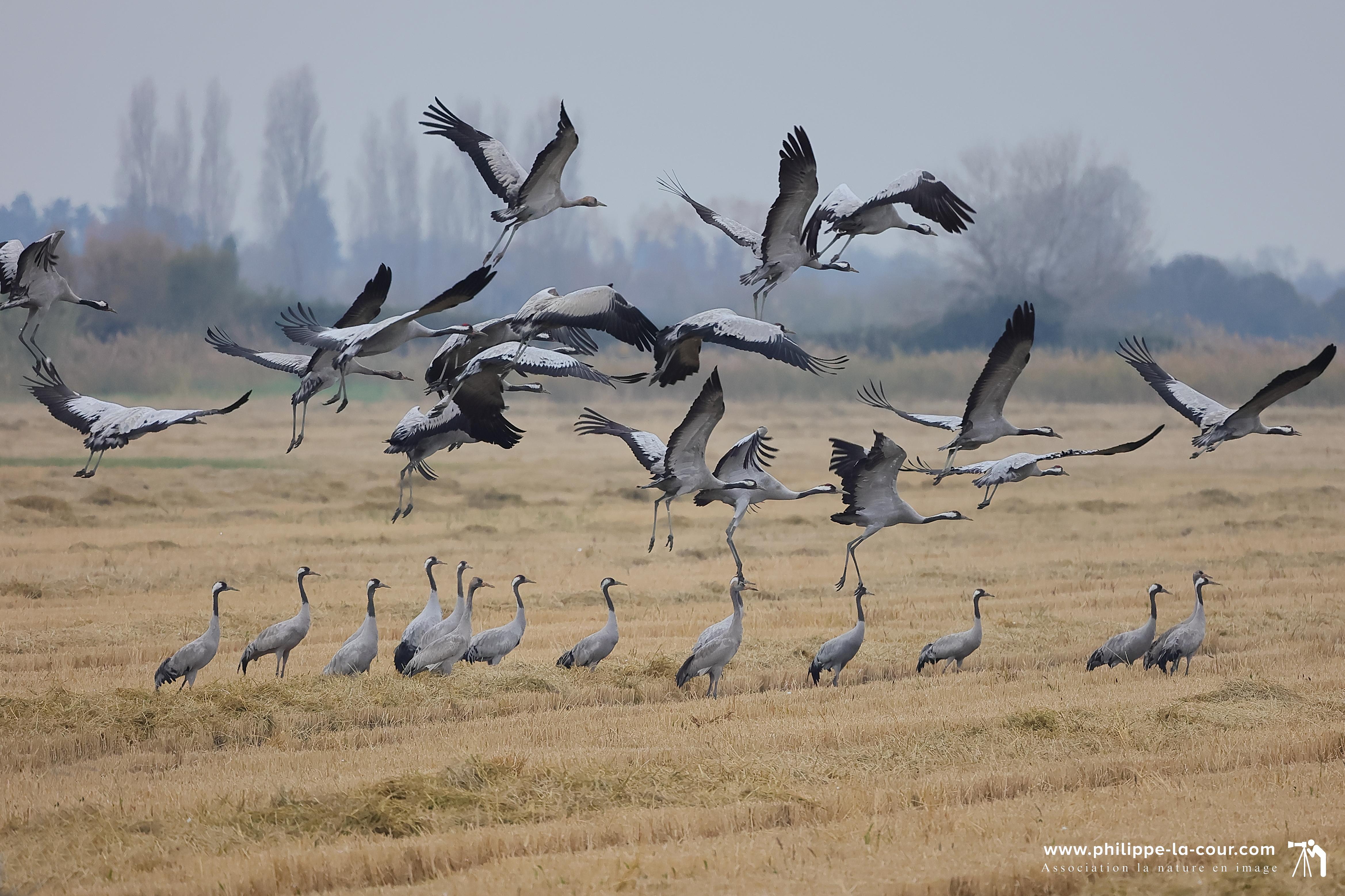 4x3a2216 grues cendre es resultat
