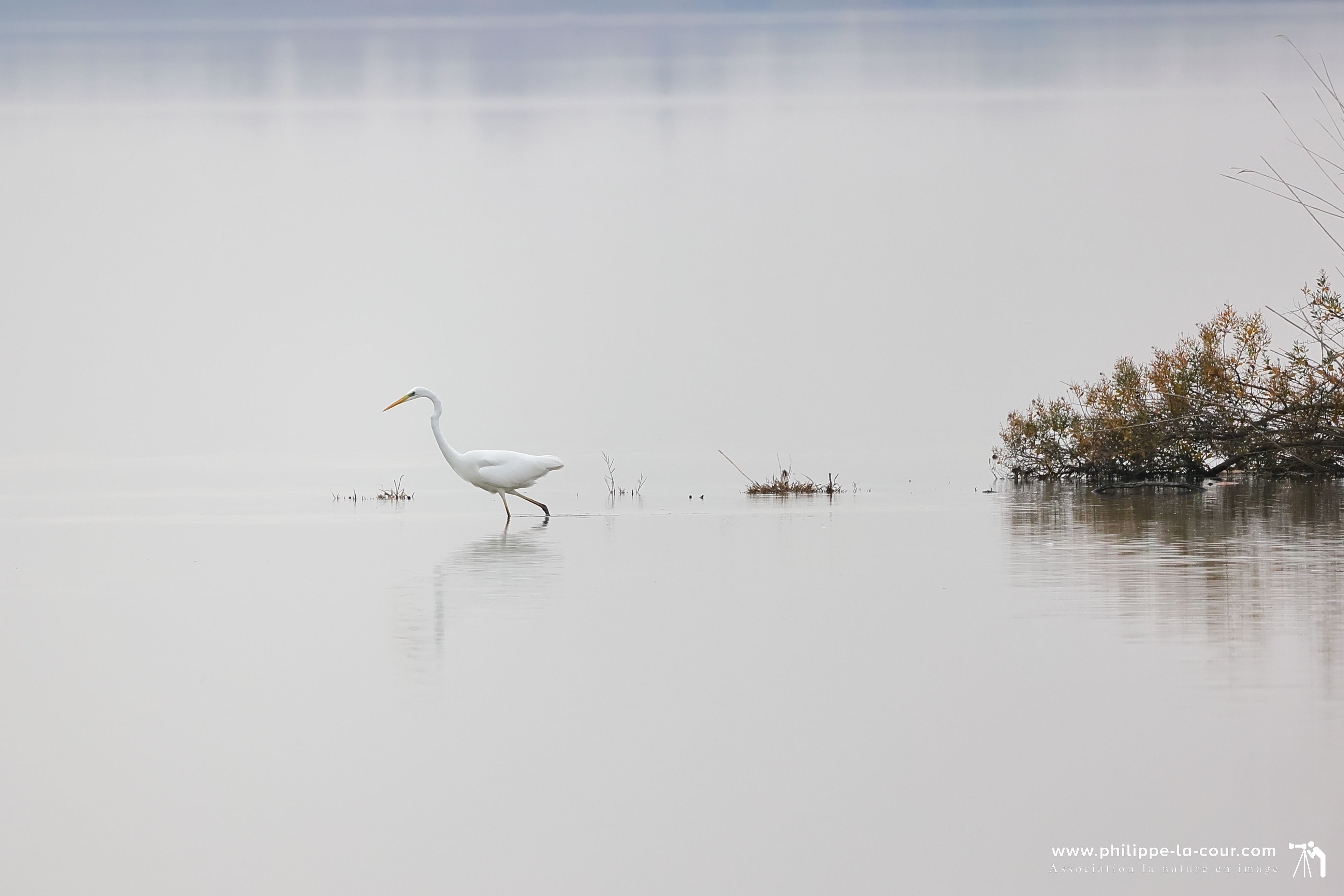 4x3a2545 grande aigrette resultat