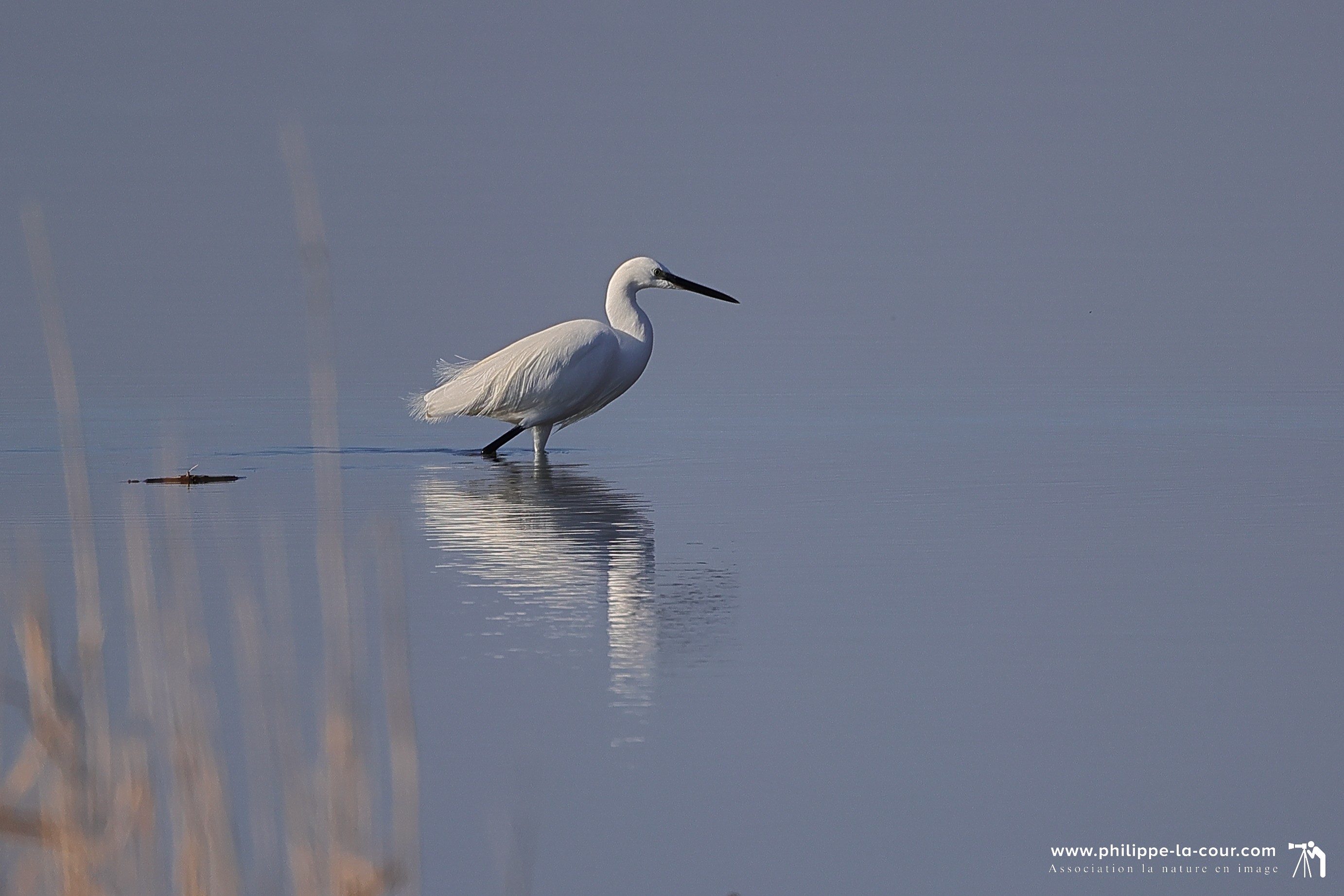 4x3a2015 aigrette garzette resultat