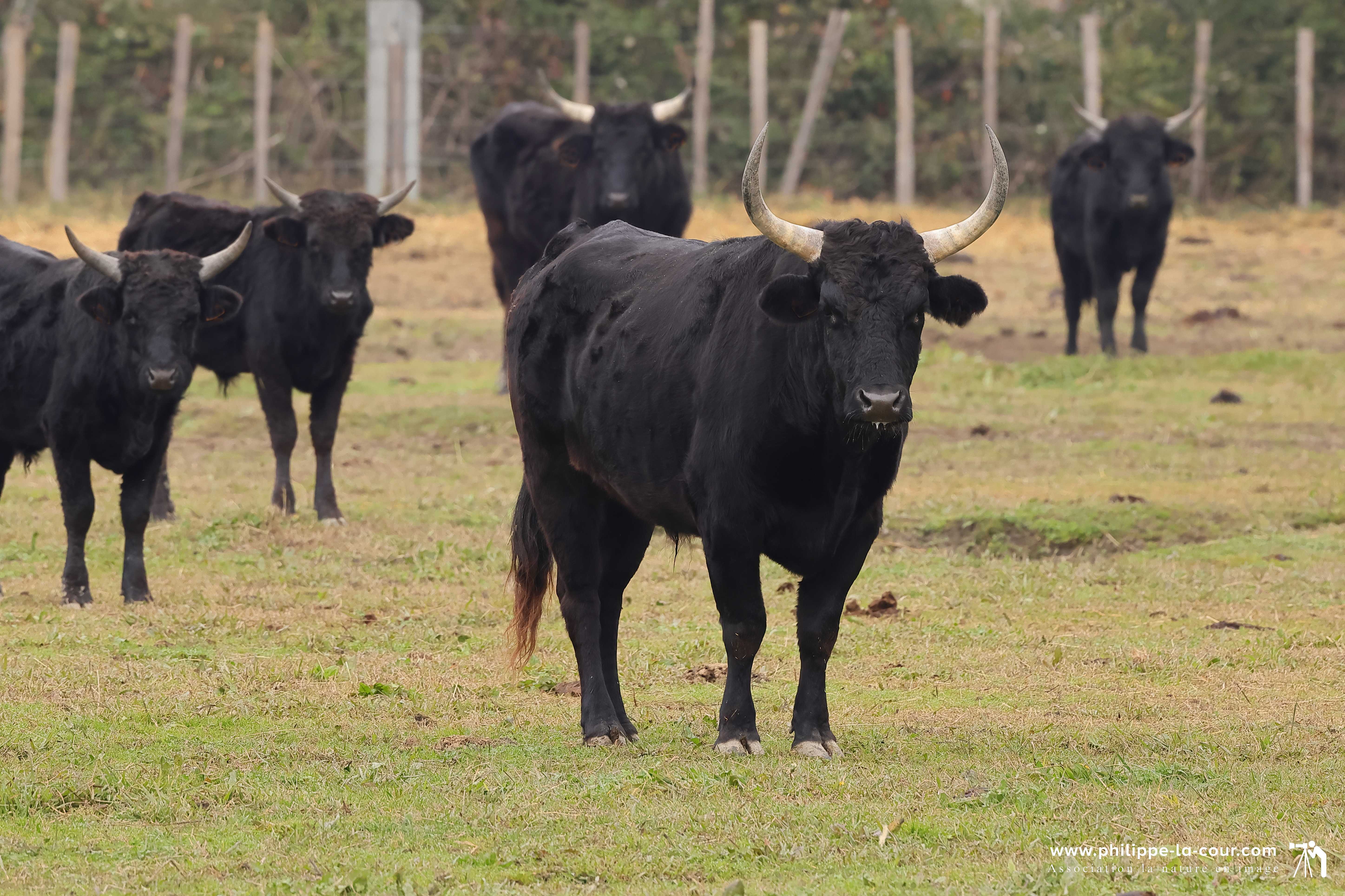 I70a8006 taureaux camarguais resultat