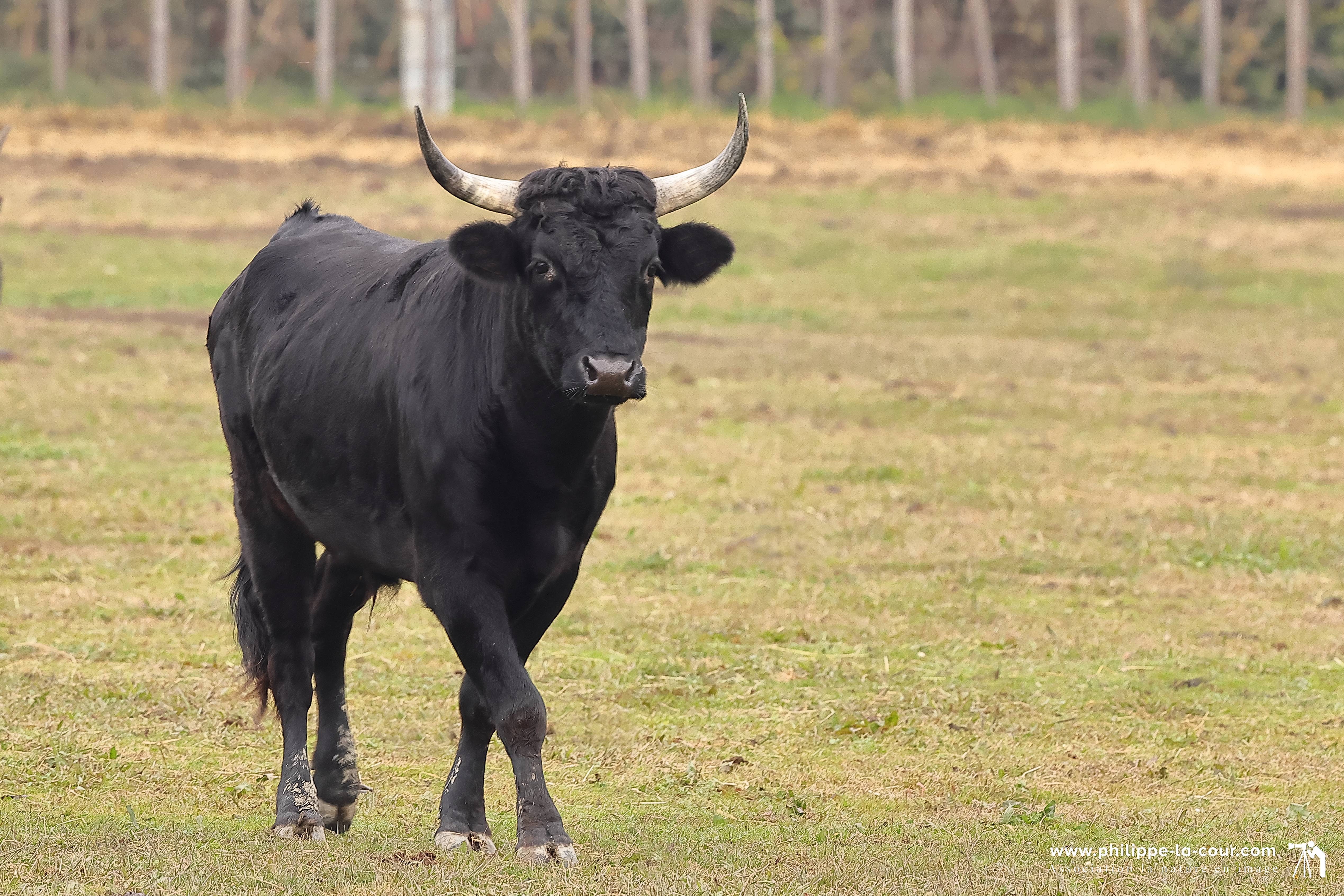I70a8018 taureau camarguais resultat