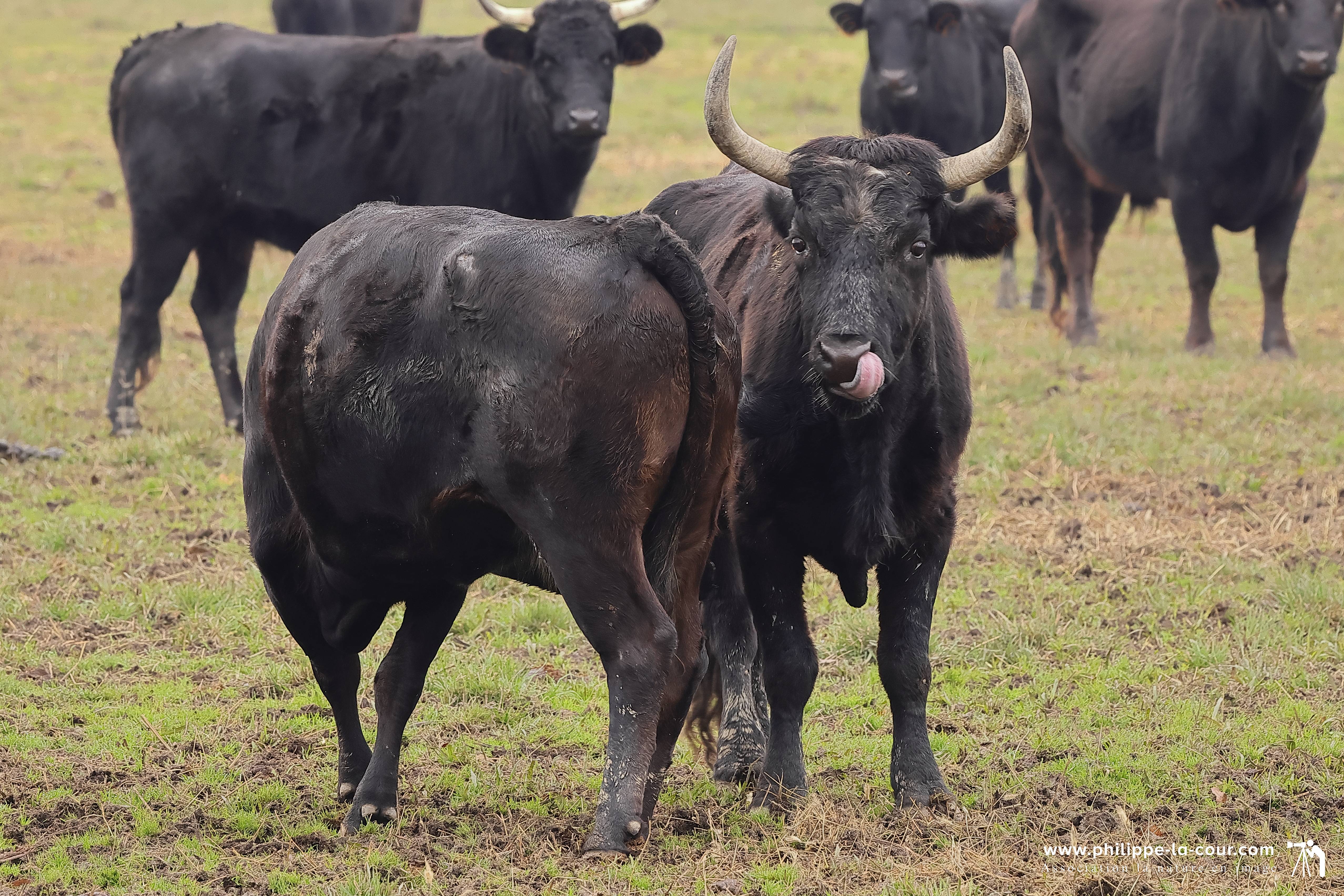 I70a8031 taureaux camarguais resultat