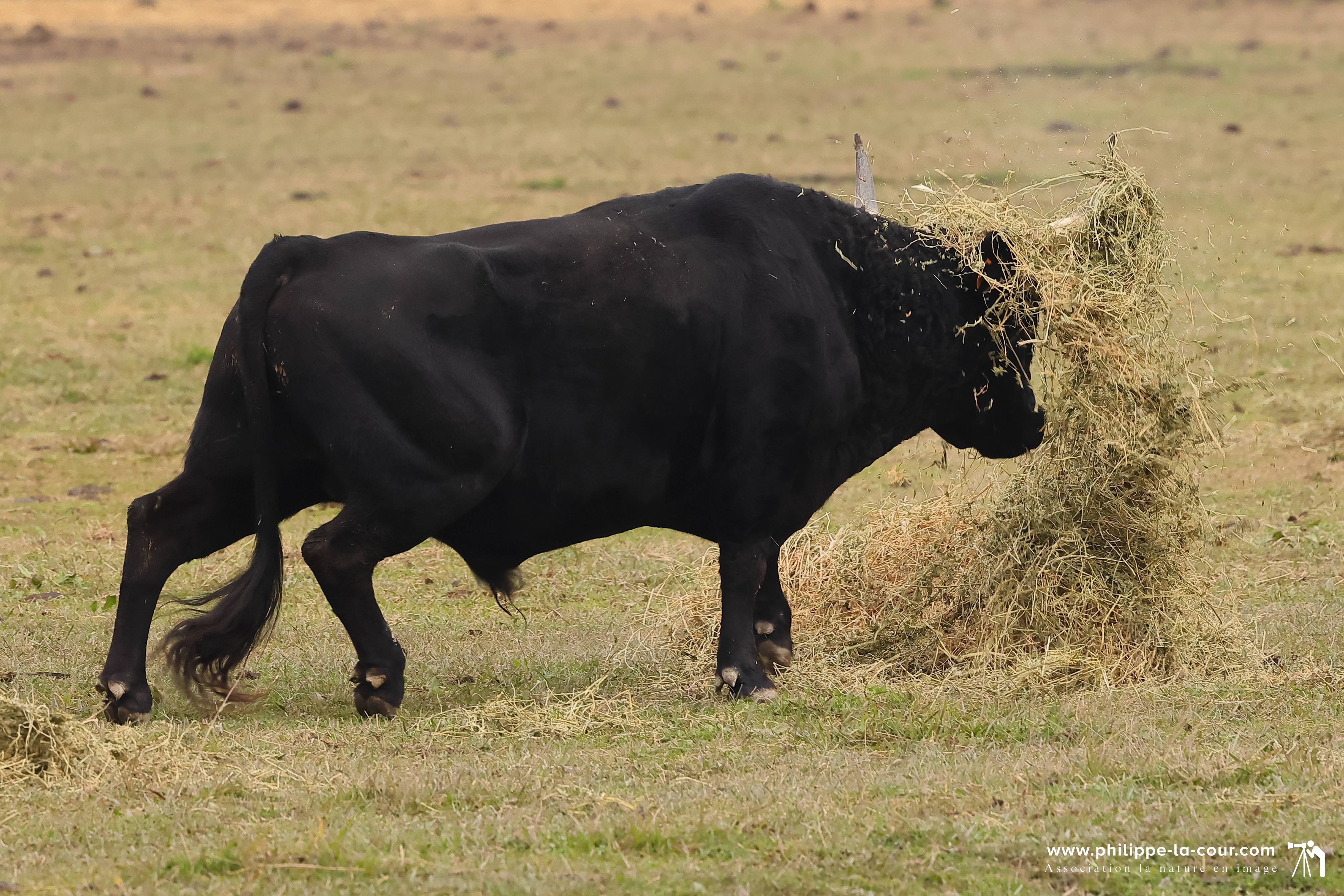 I70a8156 taureaux camarguais resultat