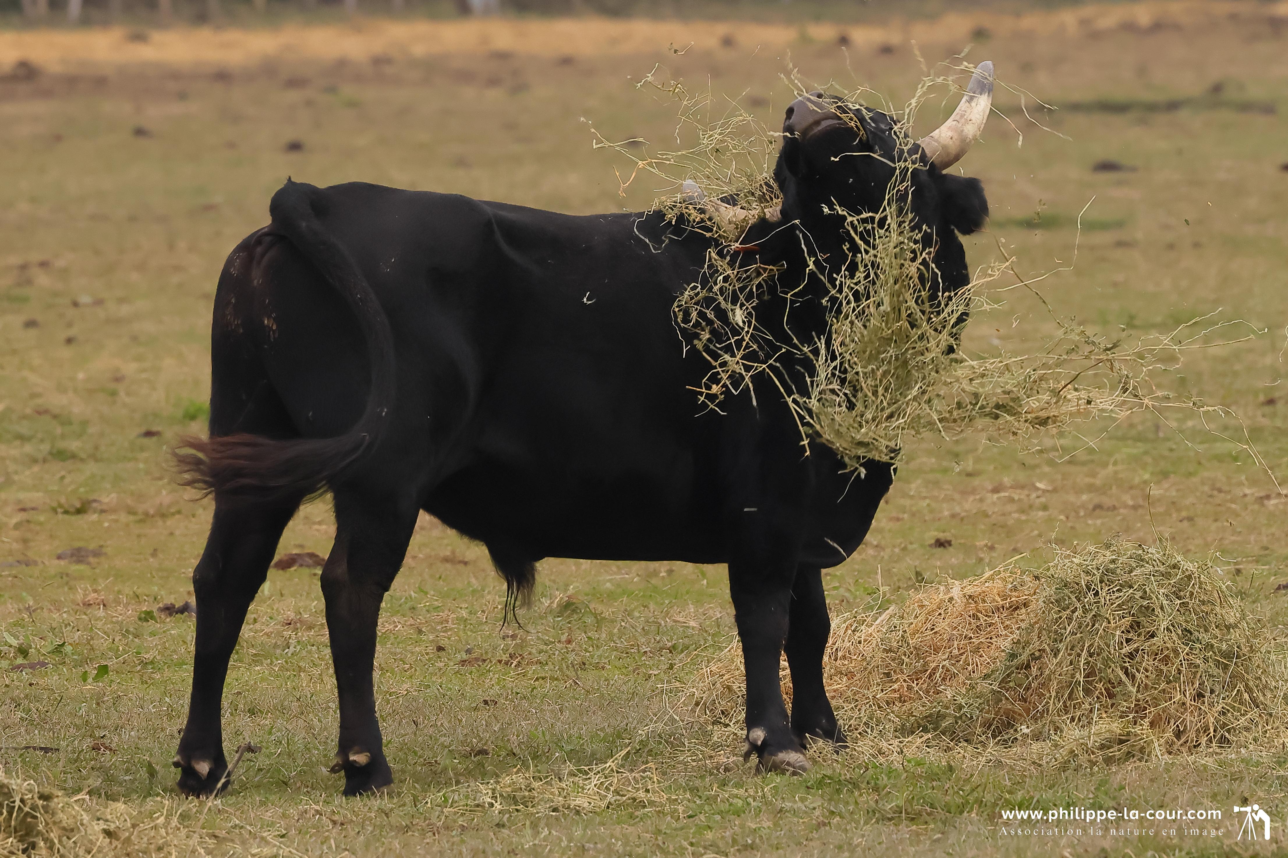 I70a8165 taureaux camarguais resultat