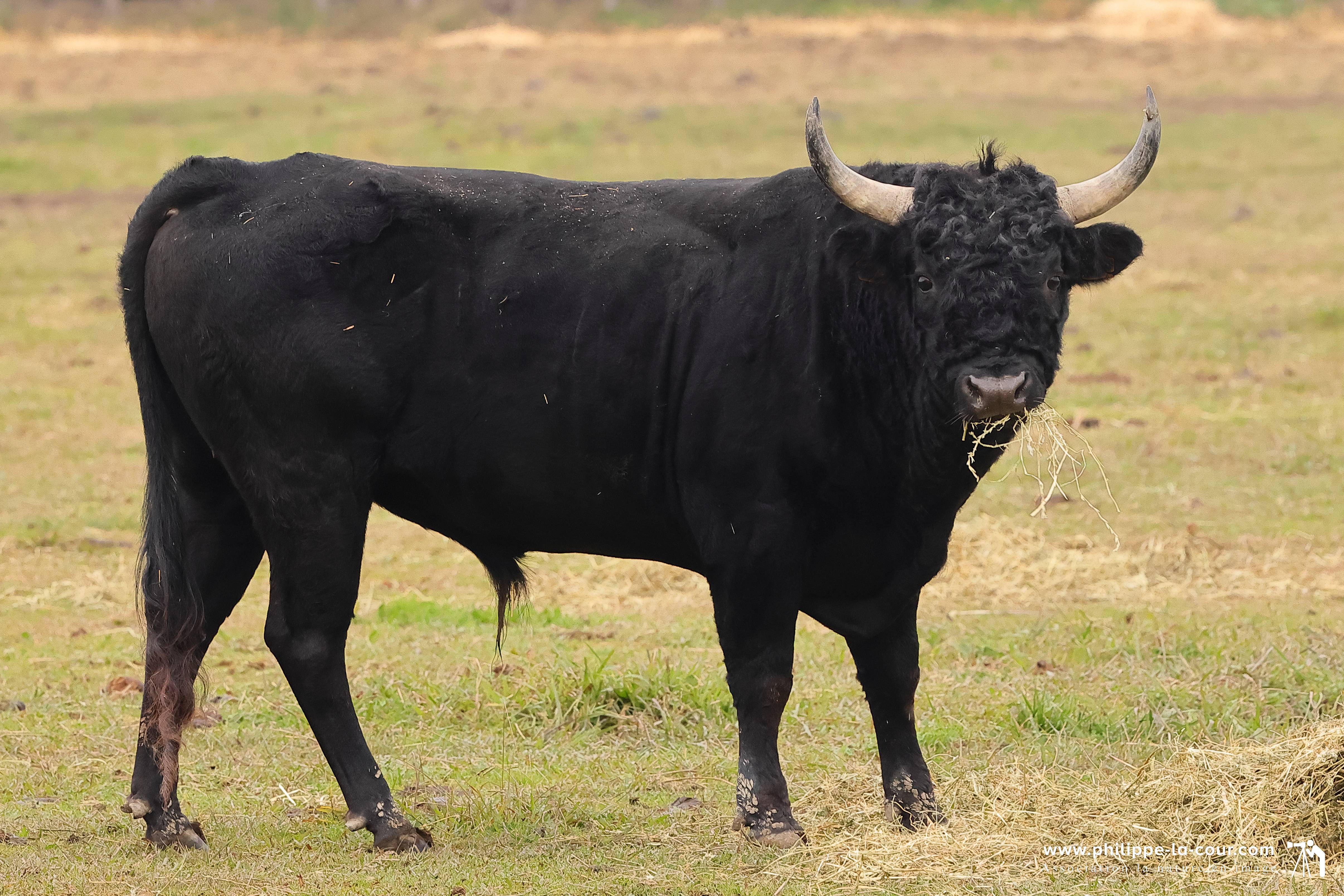 I70a8311 taureaux camarguais resultat