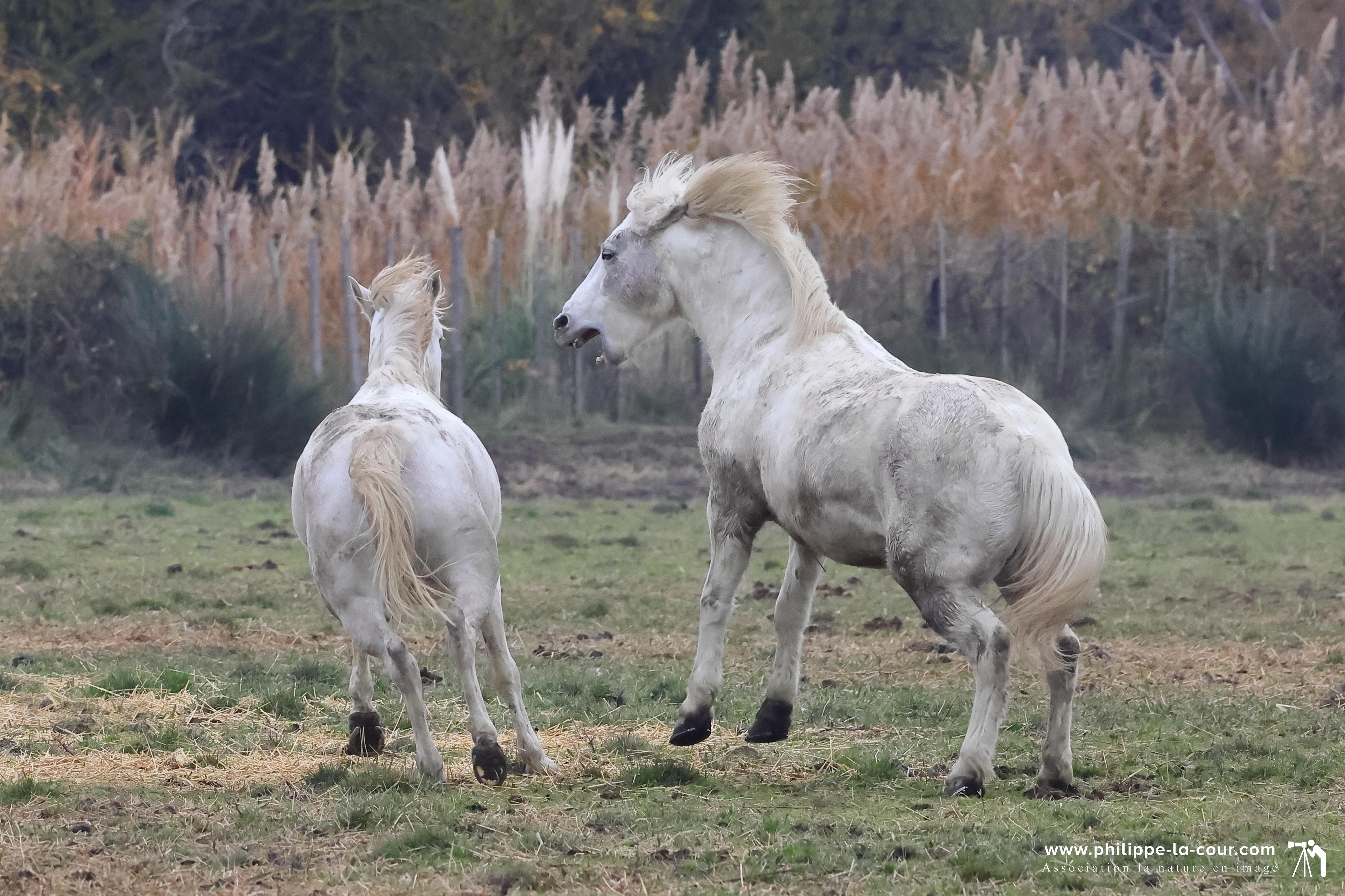 I70a8504 chevaux gamarguais resultat