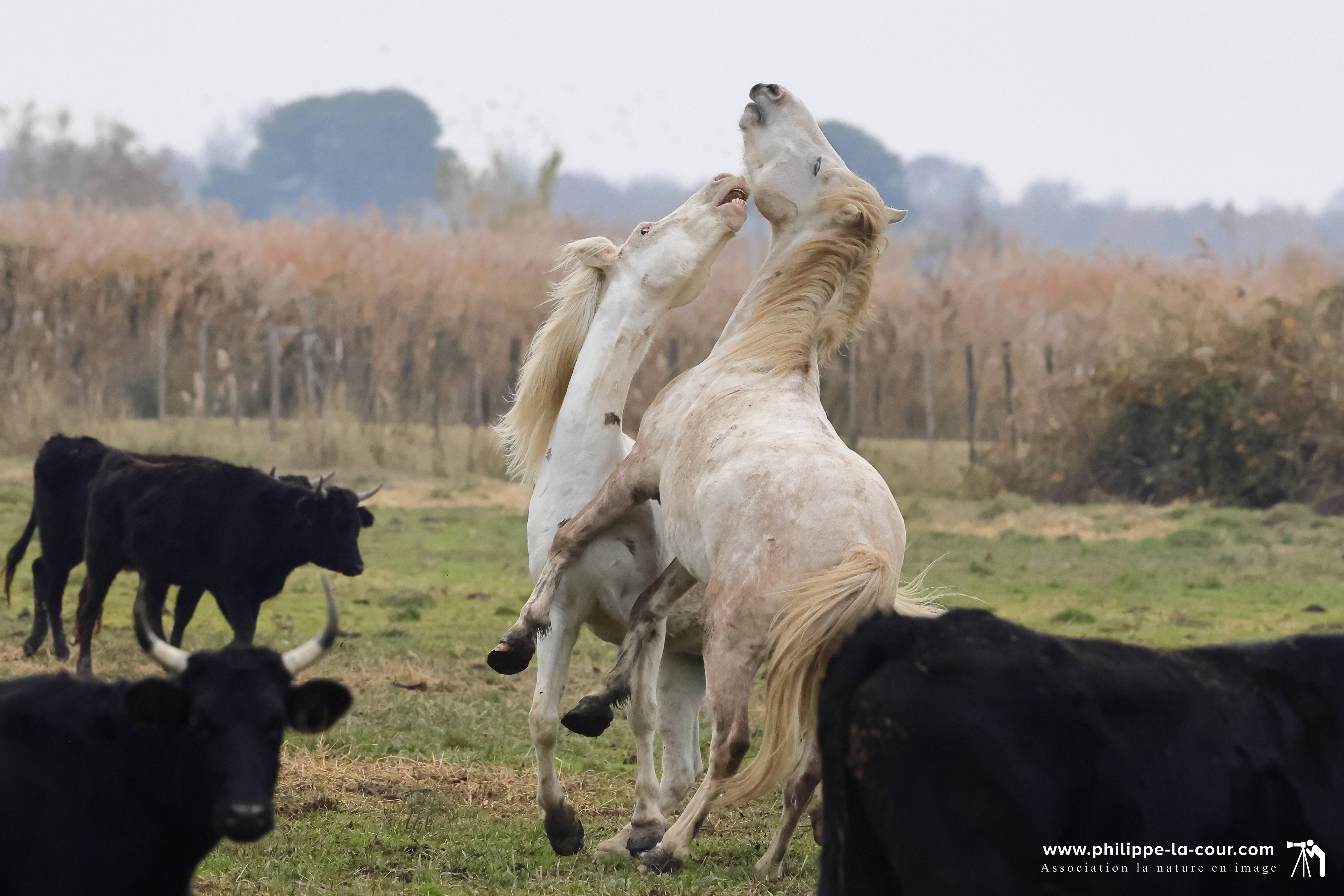 I70a8523 chevaux et taureaux camarguais resultat