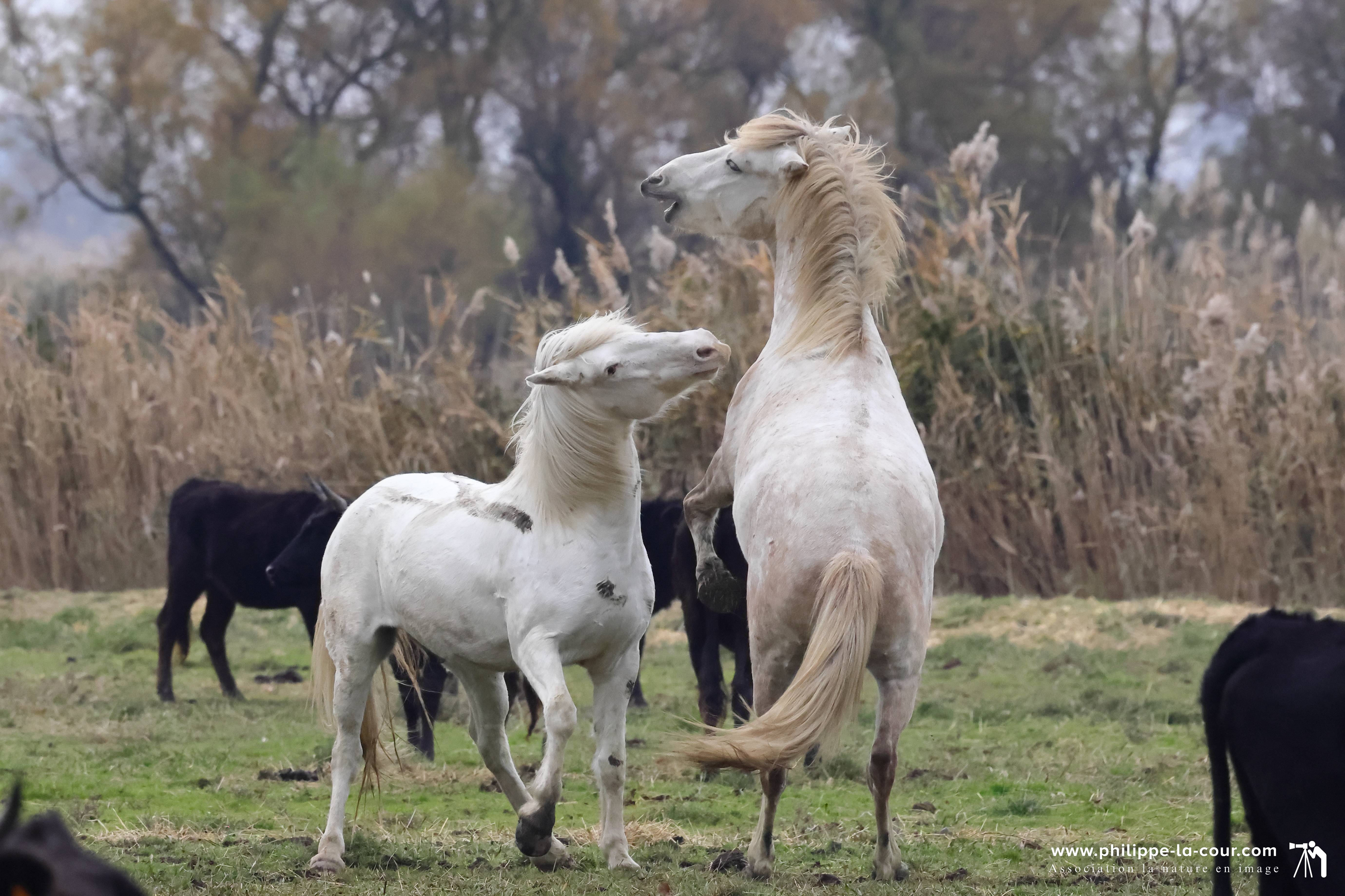 I70a8601 chevaux et taureaux camarguais resultat