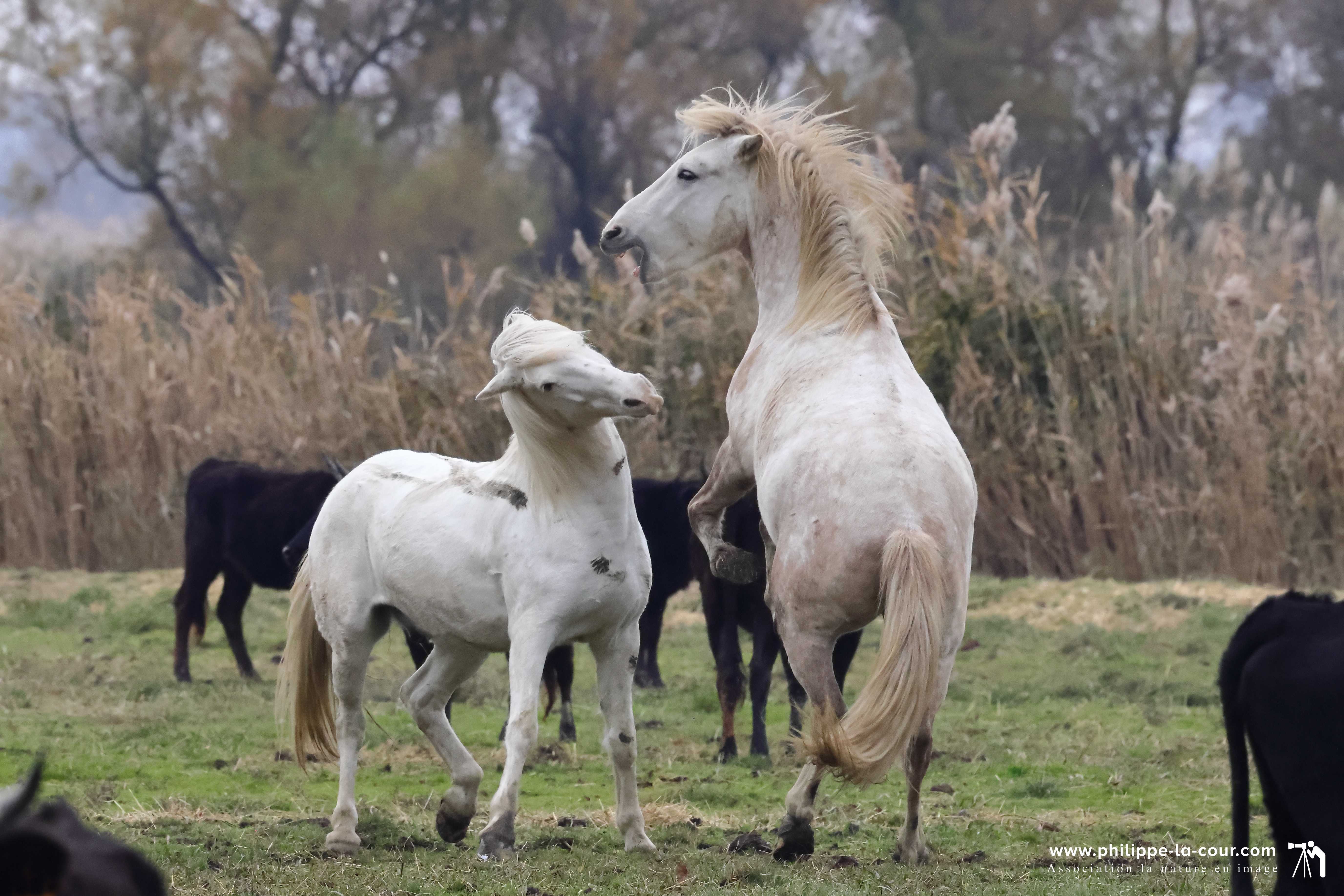 I70a8602 chevaux et taureaux camarguais resultat