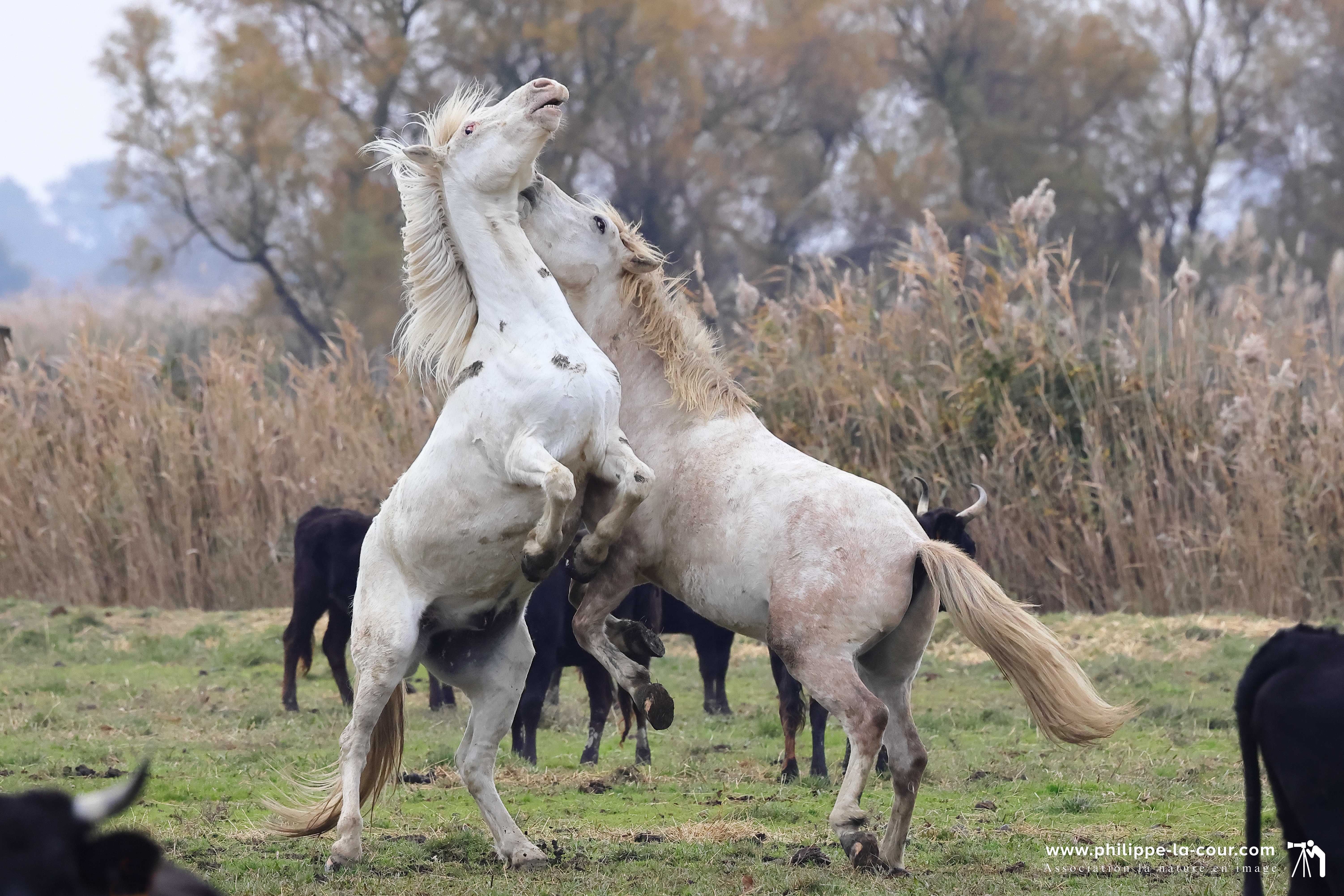 I70a8607 chevaux et taureaux camarguais resultat
