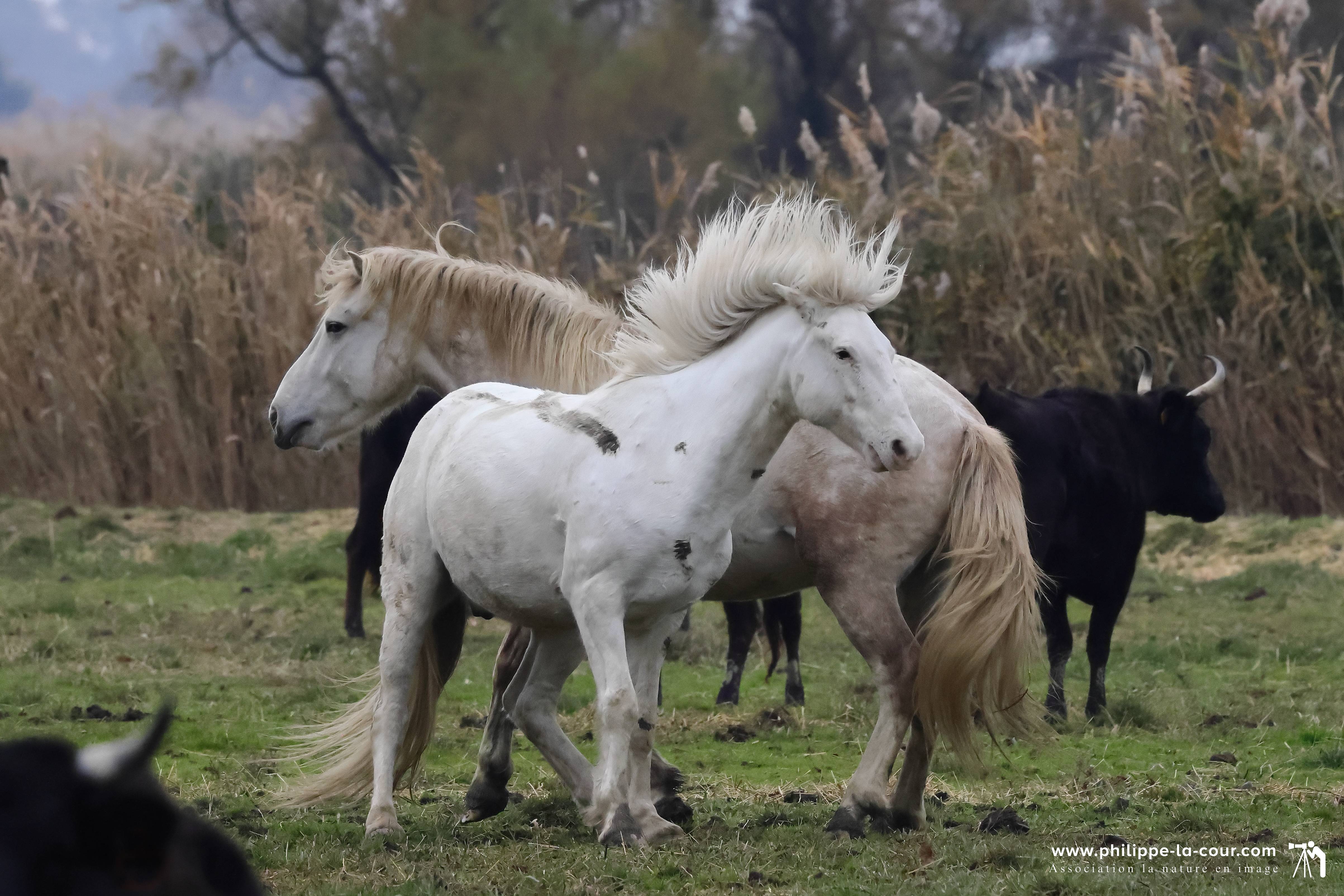 I70a8612 chevaux et taureaux camarguais resultat