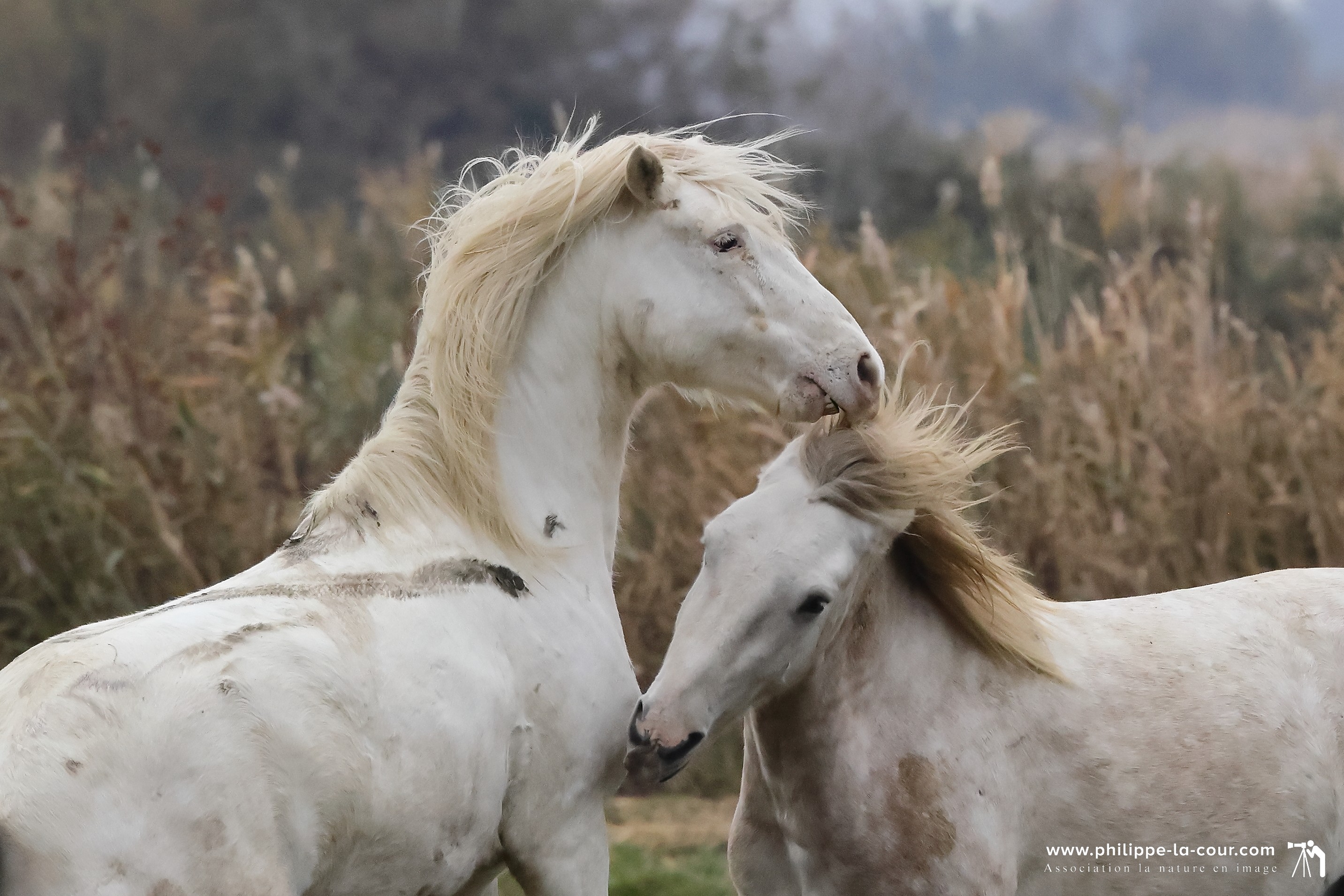 I70a8647 chevaux camarguais resultat