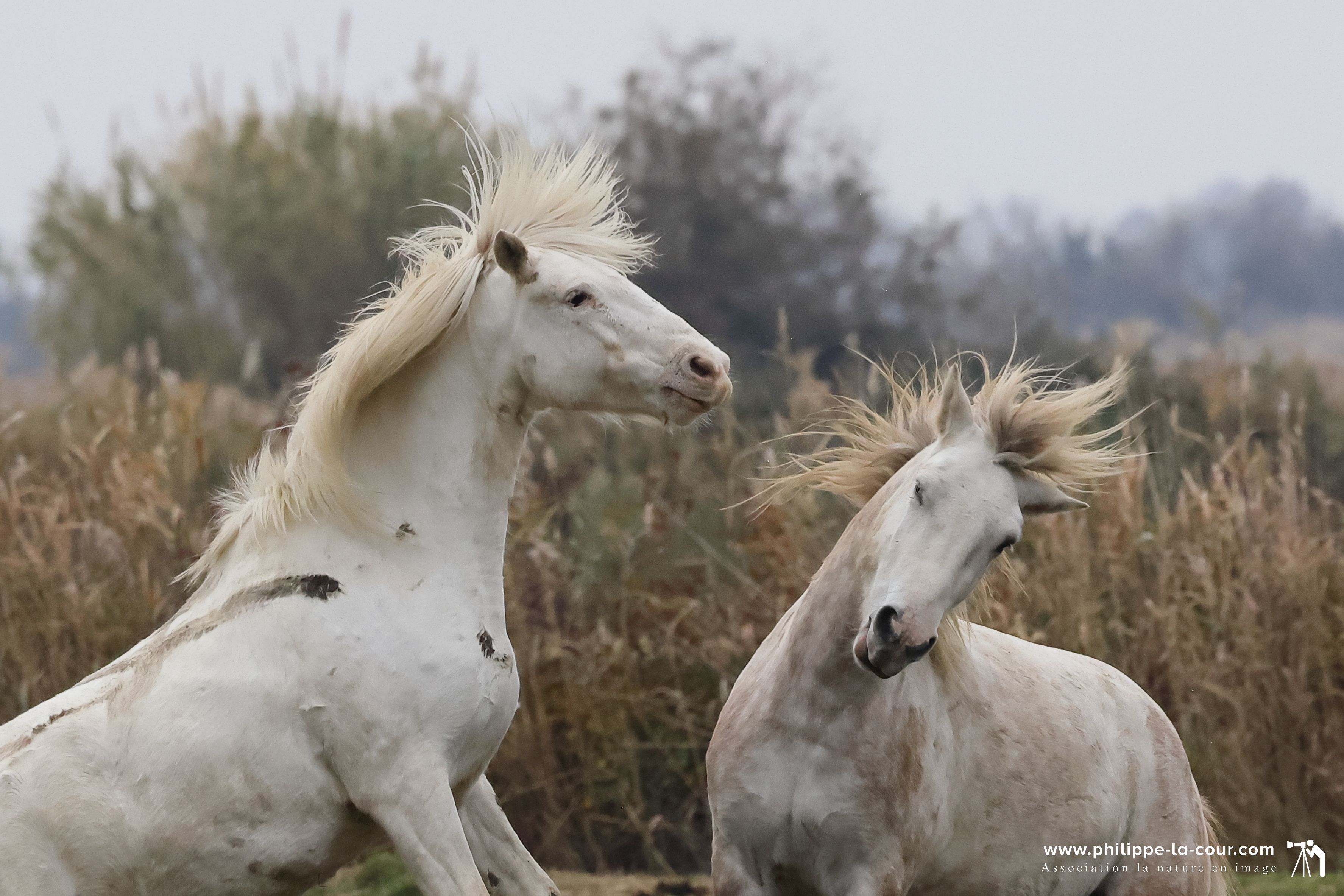 I70a8653 chevaux camarguais resultat