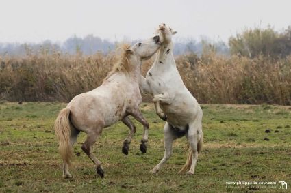 I70a8710 chevaux camarguais resultat