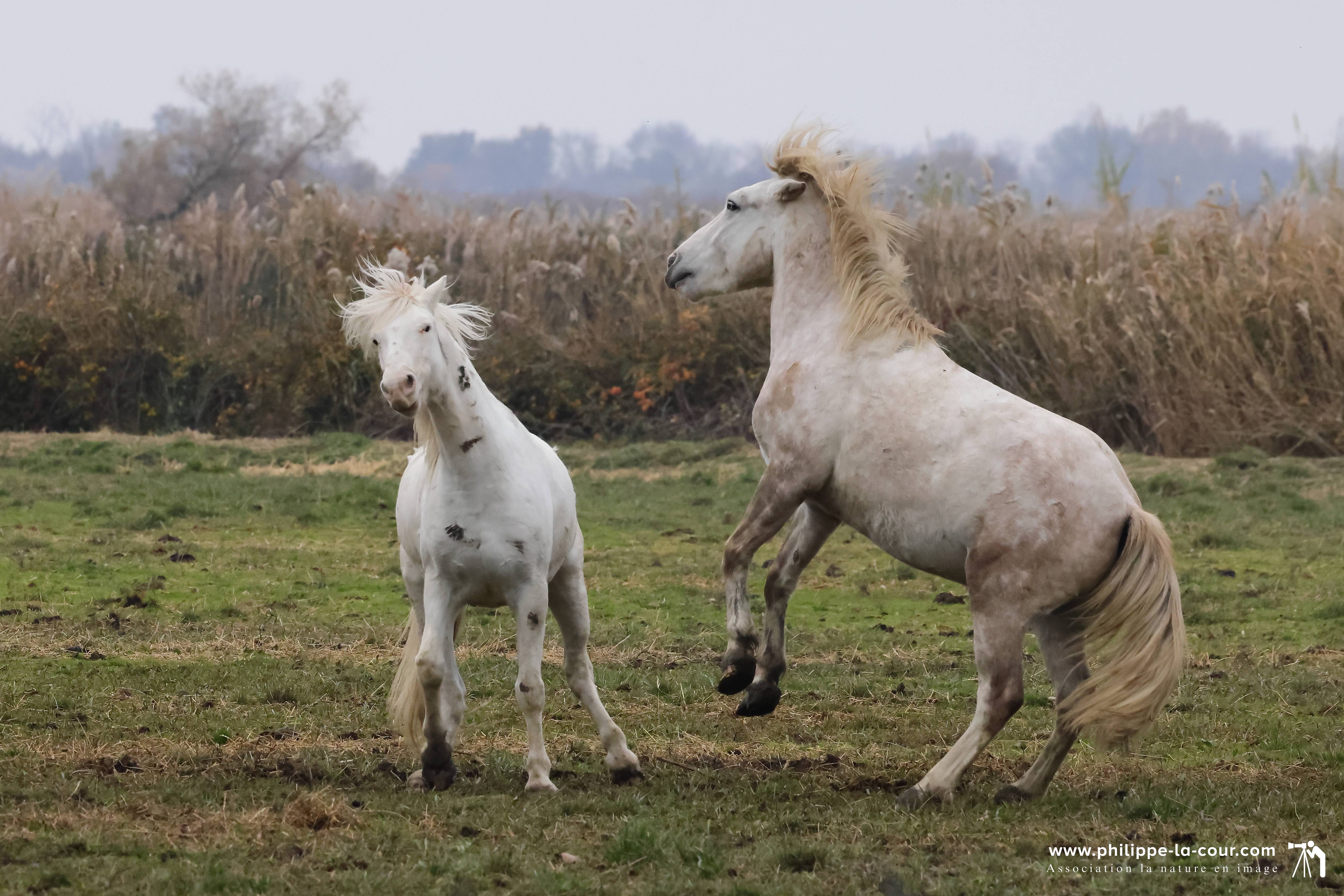 I70a8744 chevaux camarguais resultat