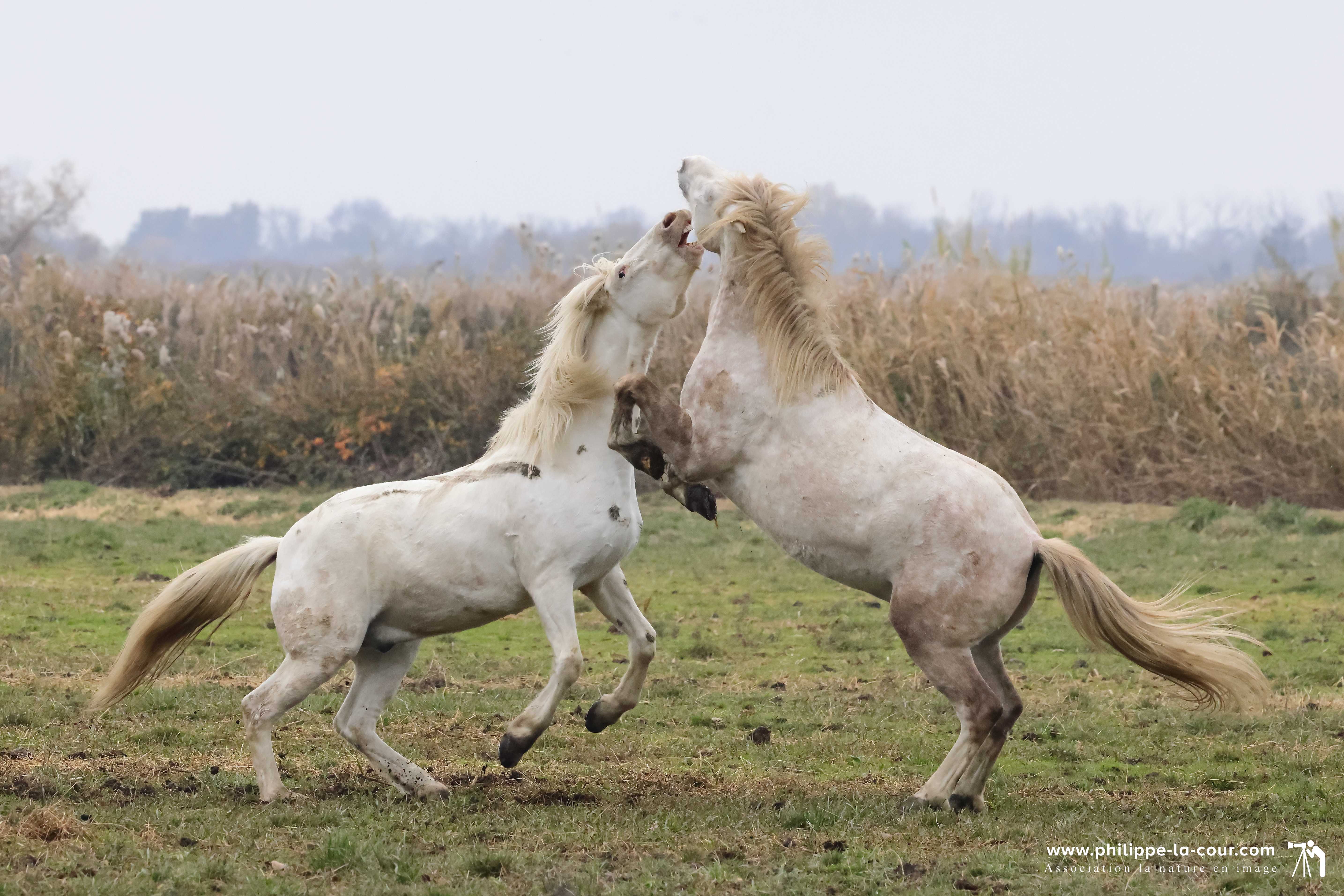 I70a8750 chevaux camarguais resultat