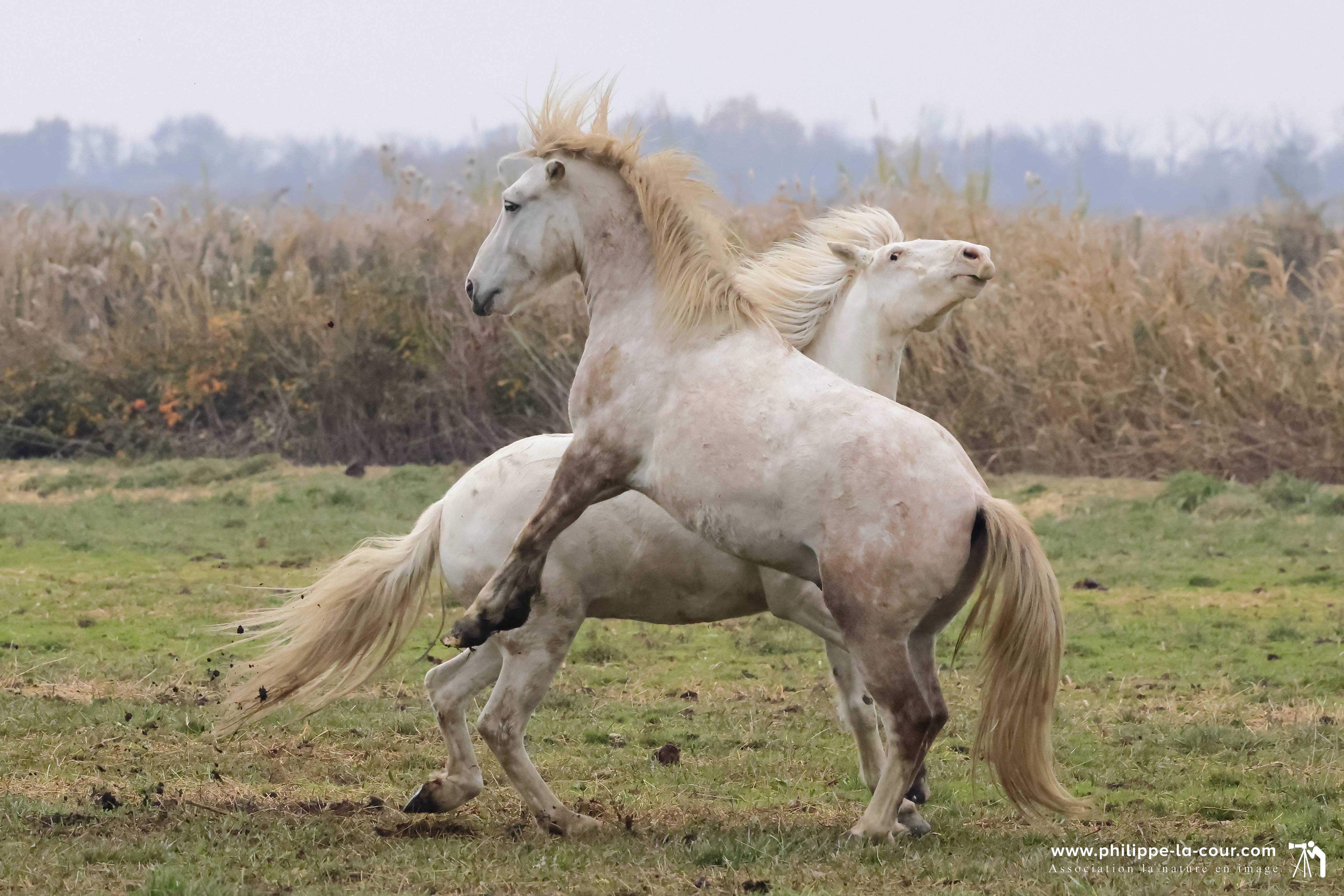 I70a8753 chevaux camarguais resultat