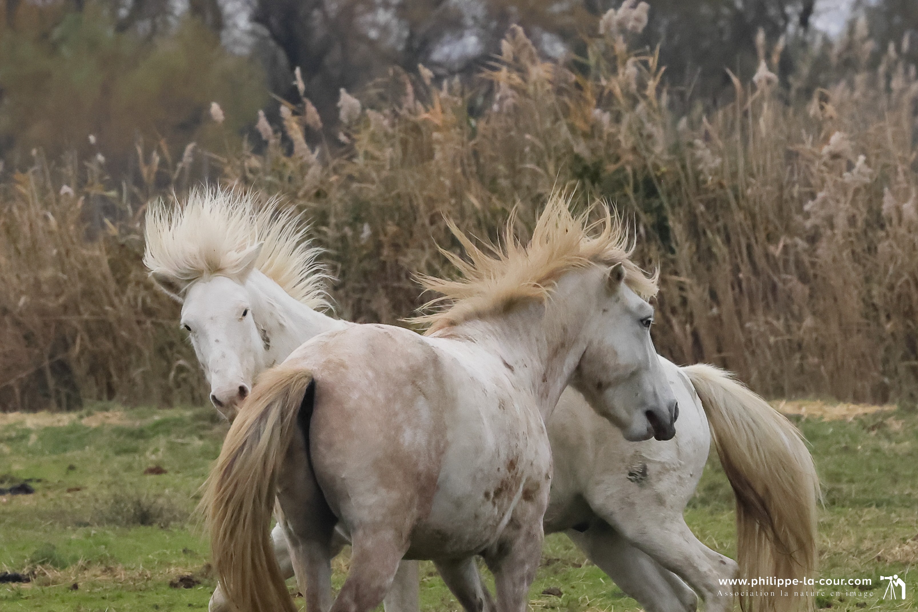 I70a8785 chevaux camarguais resultat