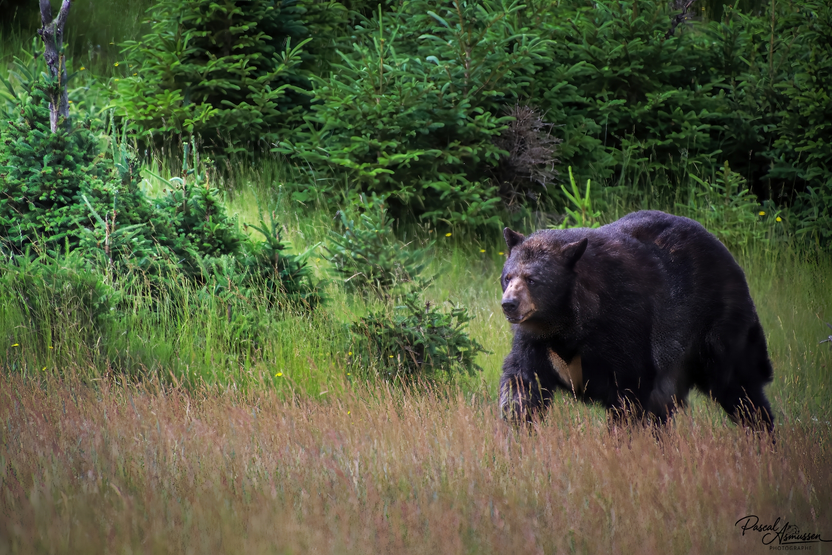 Ours noir d amerique reserve de saint felicien canada grande 
