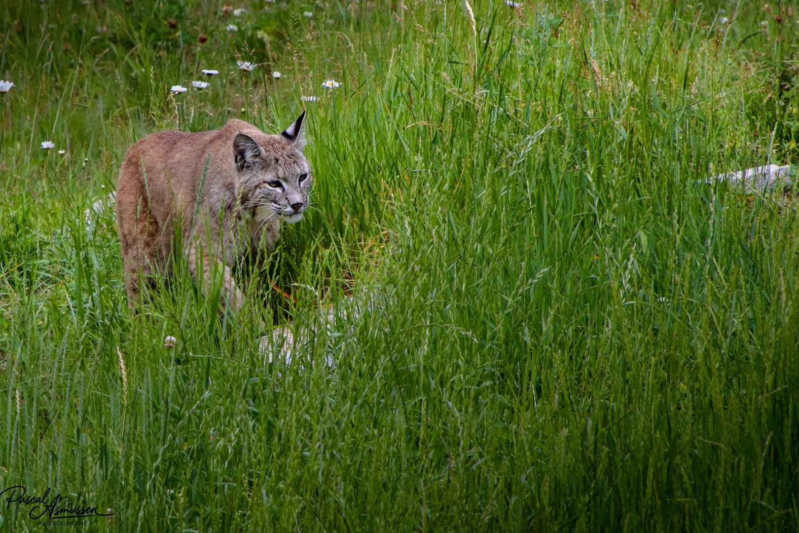 Lynx du canada 3 reserve de saint felicien canada grande 