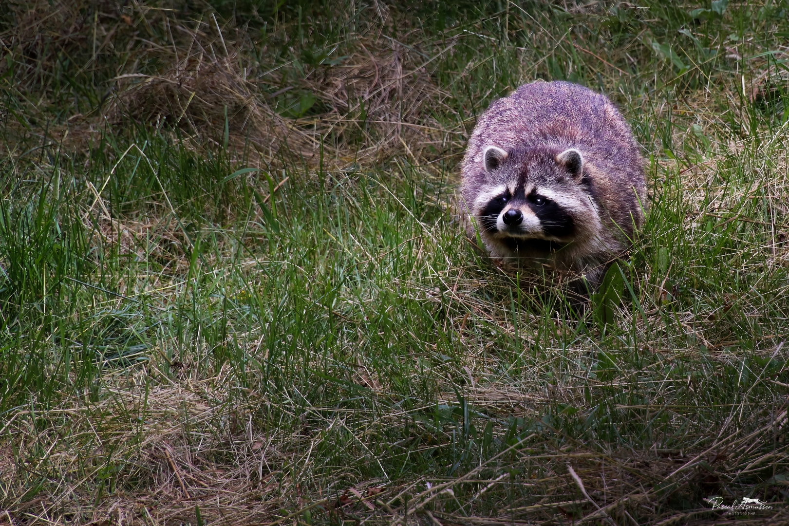 Raton laveur reserve de saint felicien canada grande 