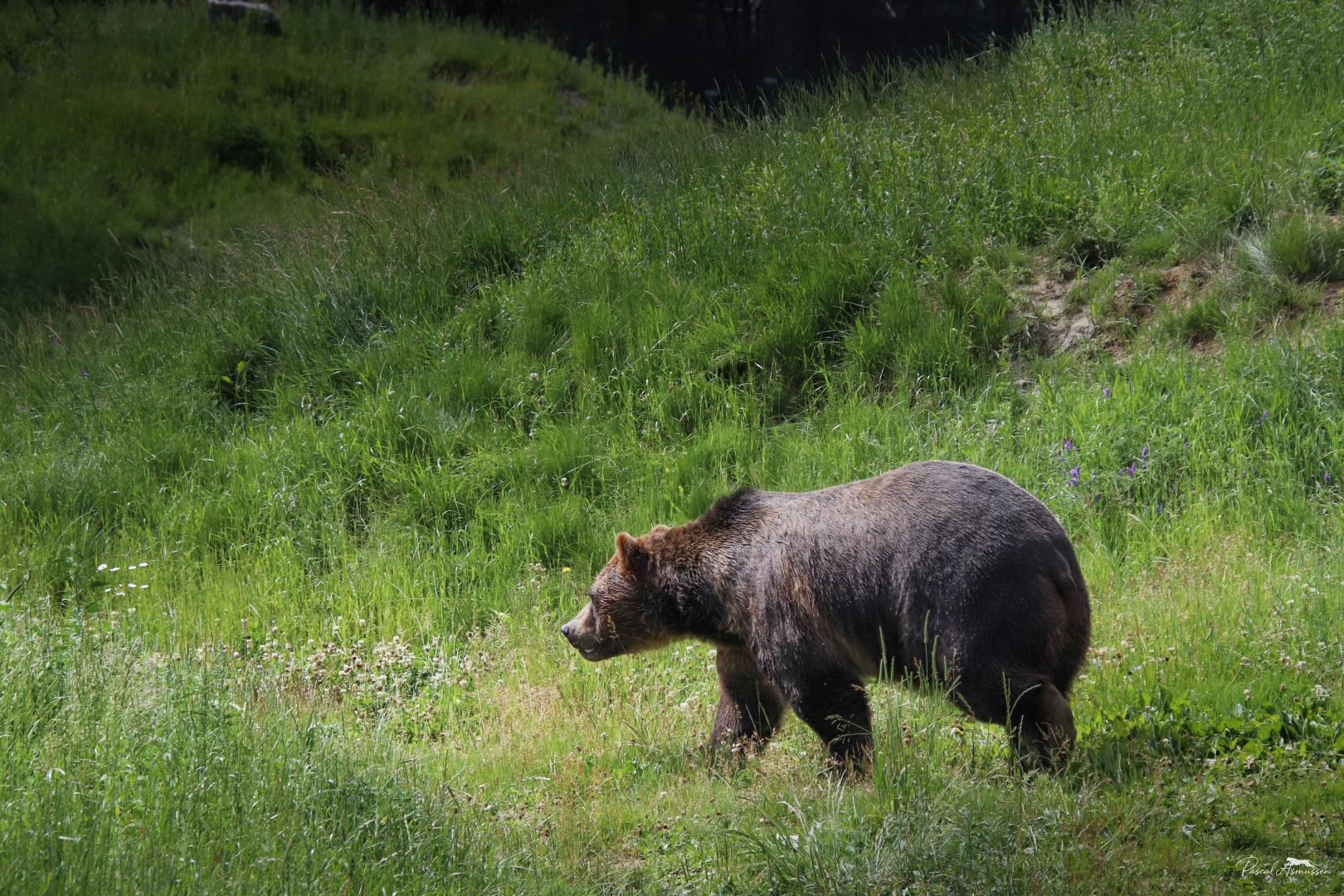 Ours brun reserve de saint felicien canada grande 