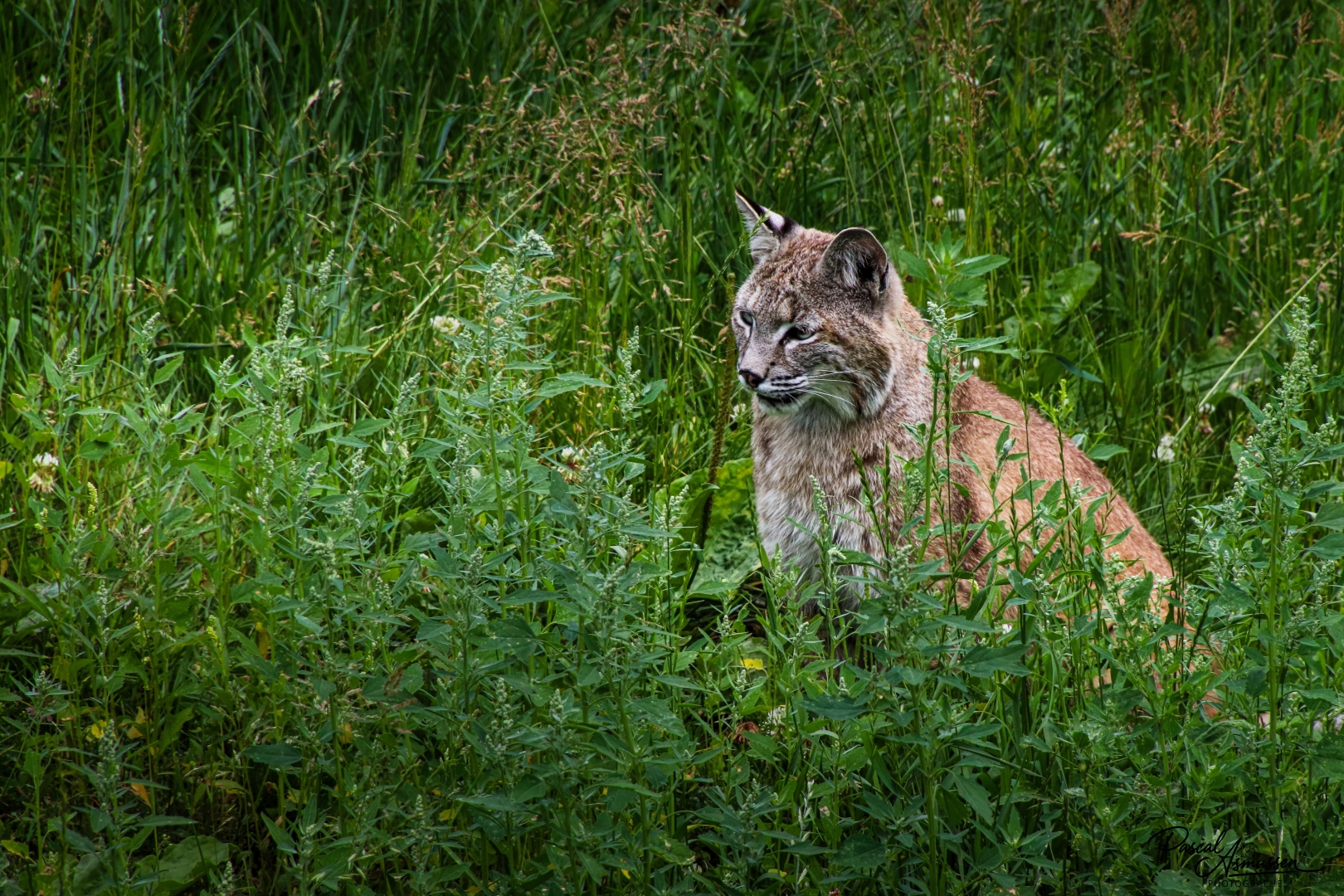 Lynx roux reserve de saint felicien canada grande 