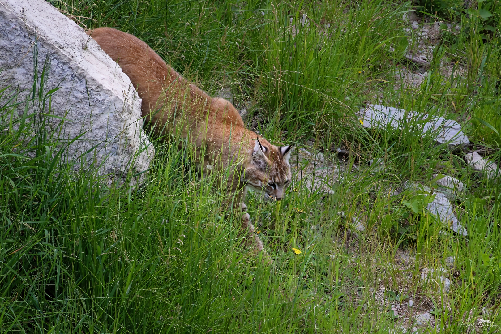Lynx du canada 2 reserve de saint felicien canada grande 