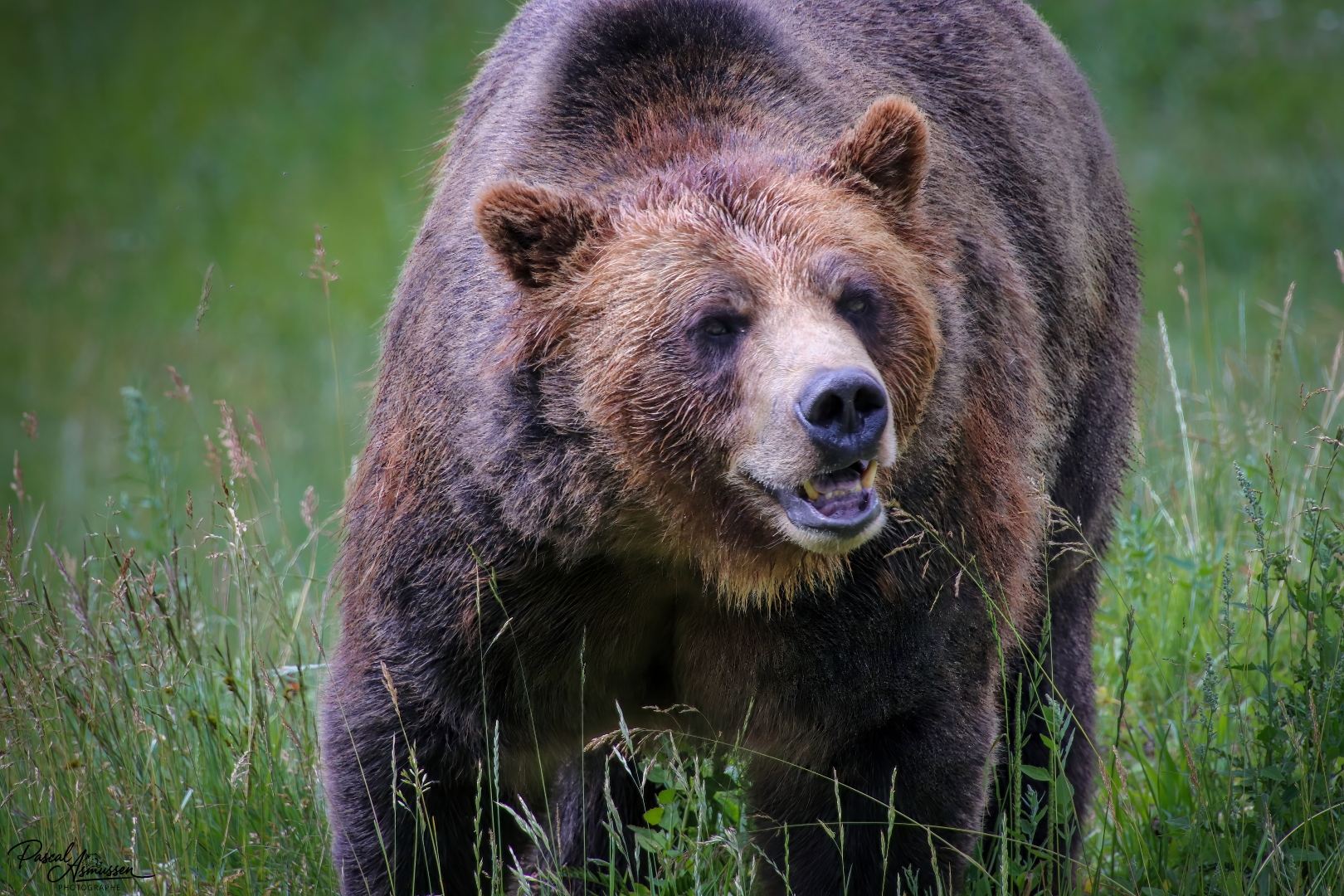 Grizzli reserve de saint felicien canada grande 