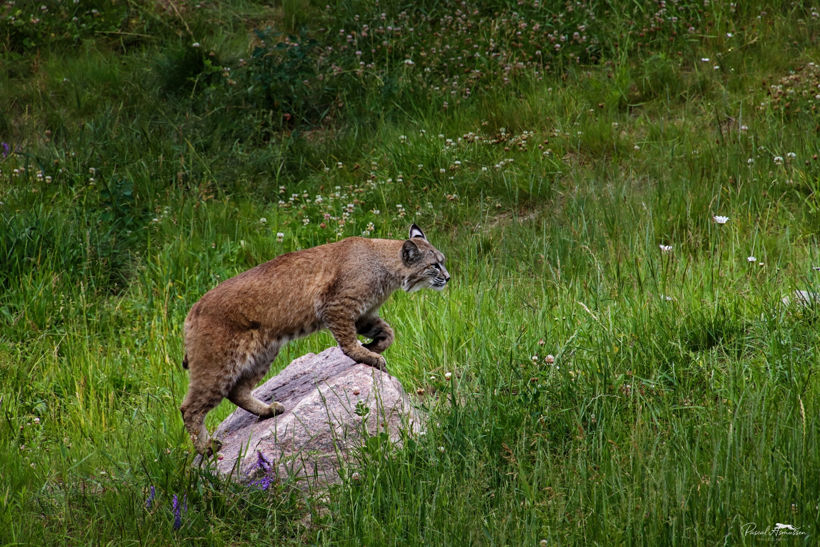 Lynx du canada reserve de st felicien canada grande 