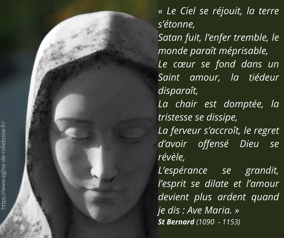 St bernard citation