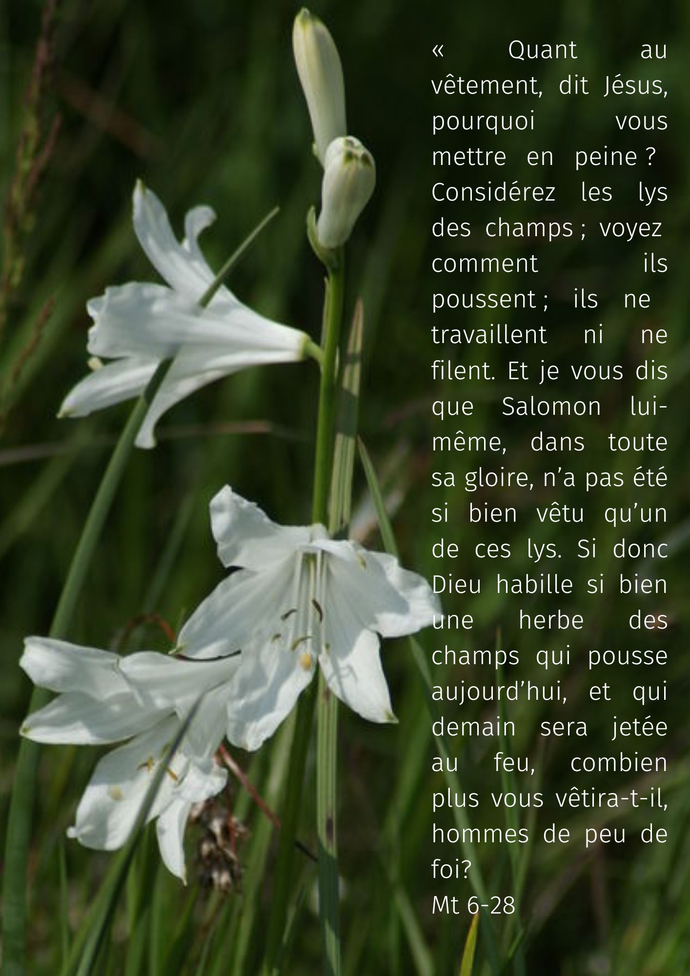  quant au vetement dit il pourquoi vous mettre en peine considerez les lys des champs voyez comment ils poussent ils ne travaillent ni ne filent et je vous dis que salomon lui meme dans 