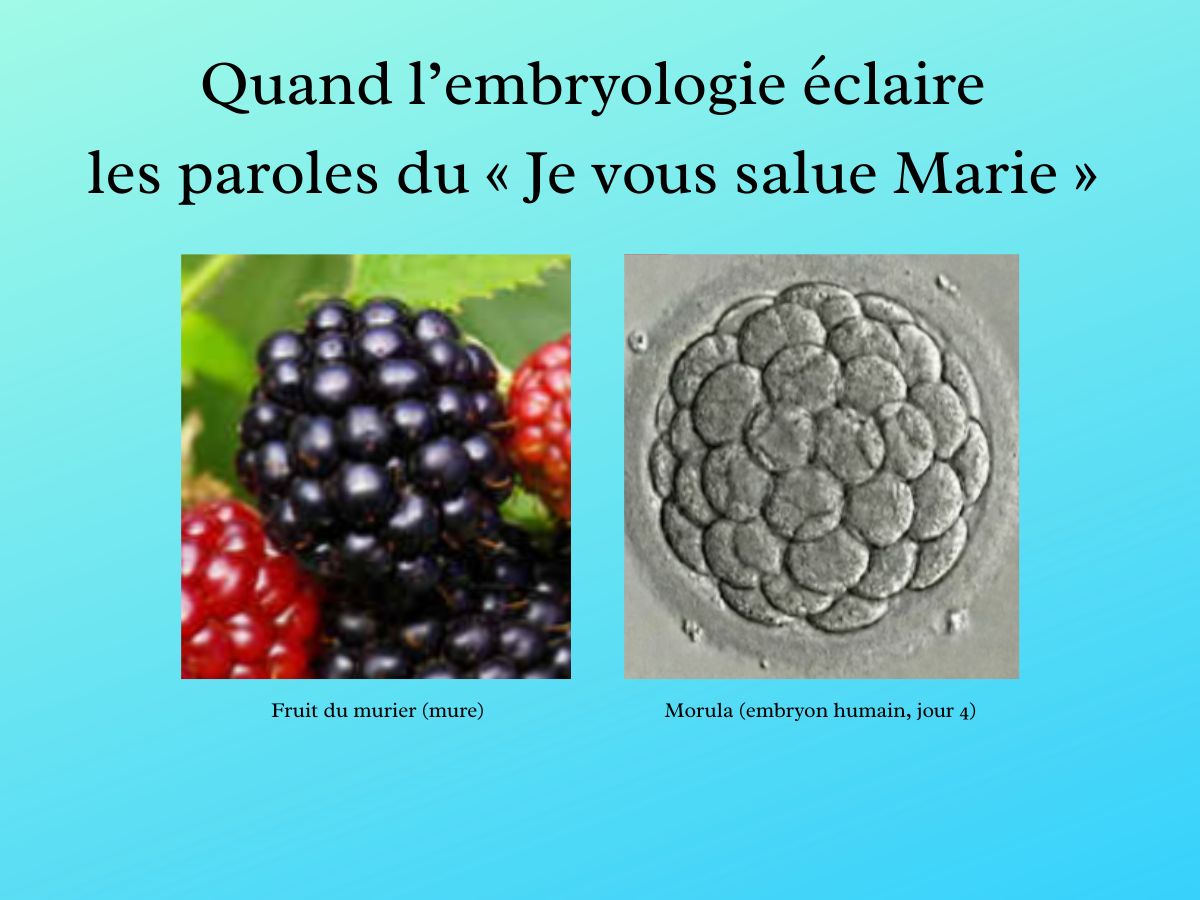 Quand l’embryologie éclaire les paroles du « Je vous salue Marie »