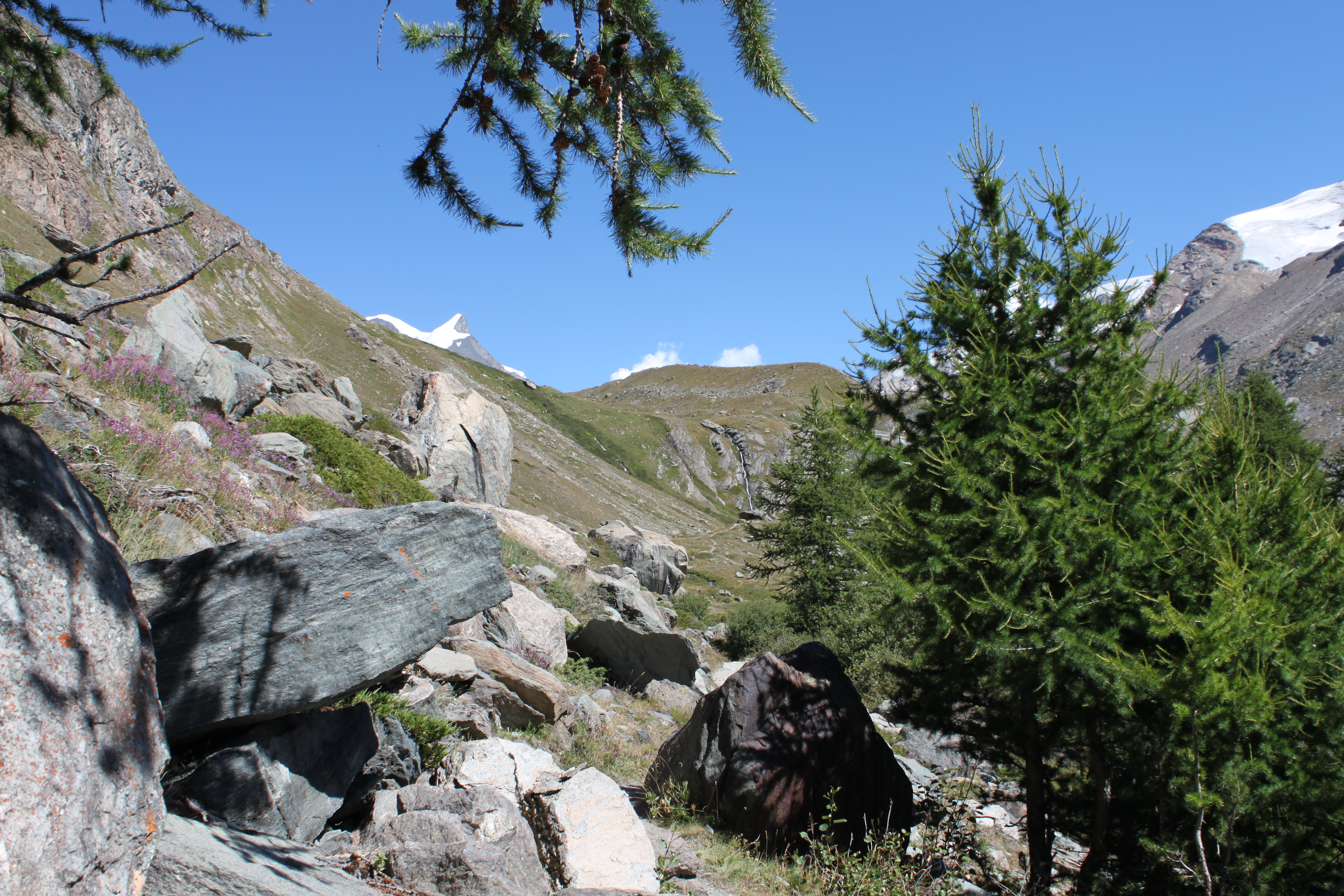 Pins aux abords du sentier menant au lac de Grindjesee / Photos suisses