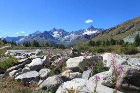 Paysage Alpes et montagnes suisses / Région du Cervin