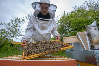 Charlotte Bompard en récolte du miel proposé par l'AMAP de Murat