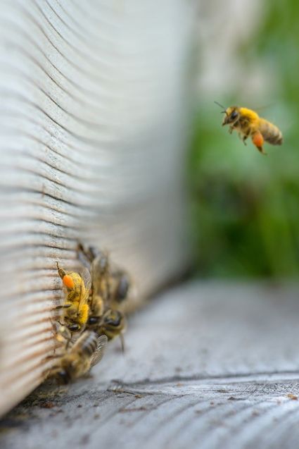 les abeilles à l'entrée des ruches de Charlotte Bompard