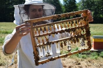 Charlotte Bompard en récolte de miel proposé par l'AMAP de Murat