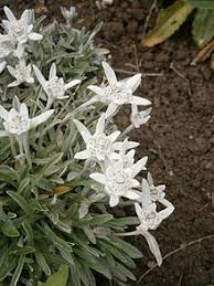 Edelweiss