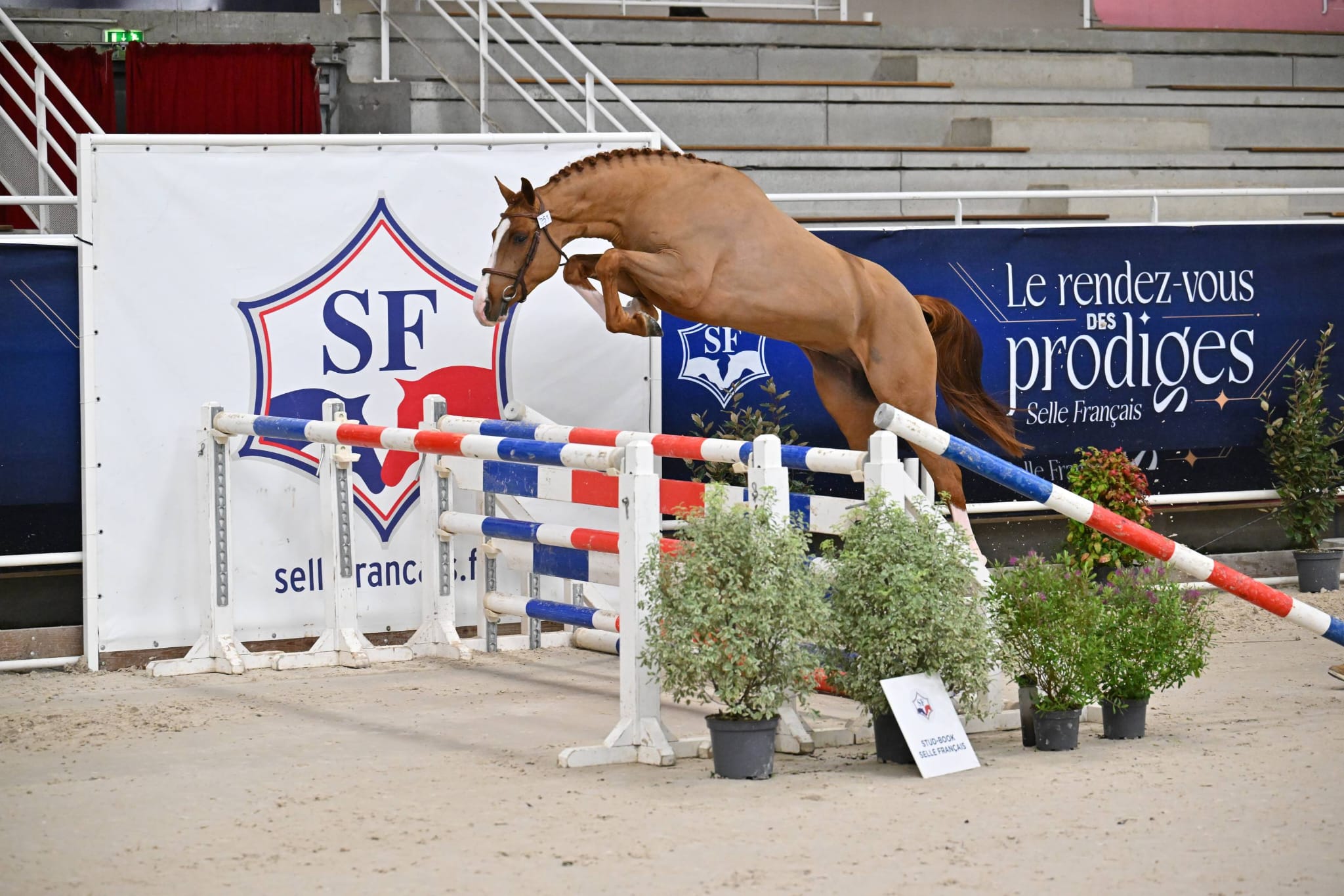Finale 2 ans Mâles SF
