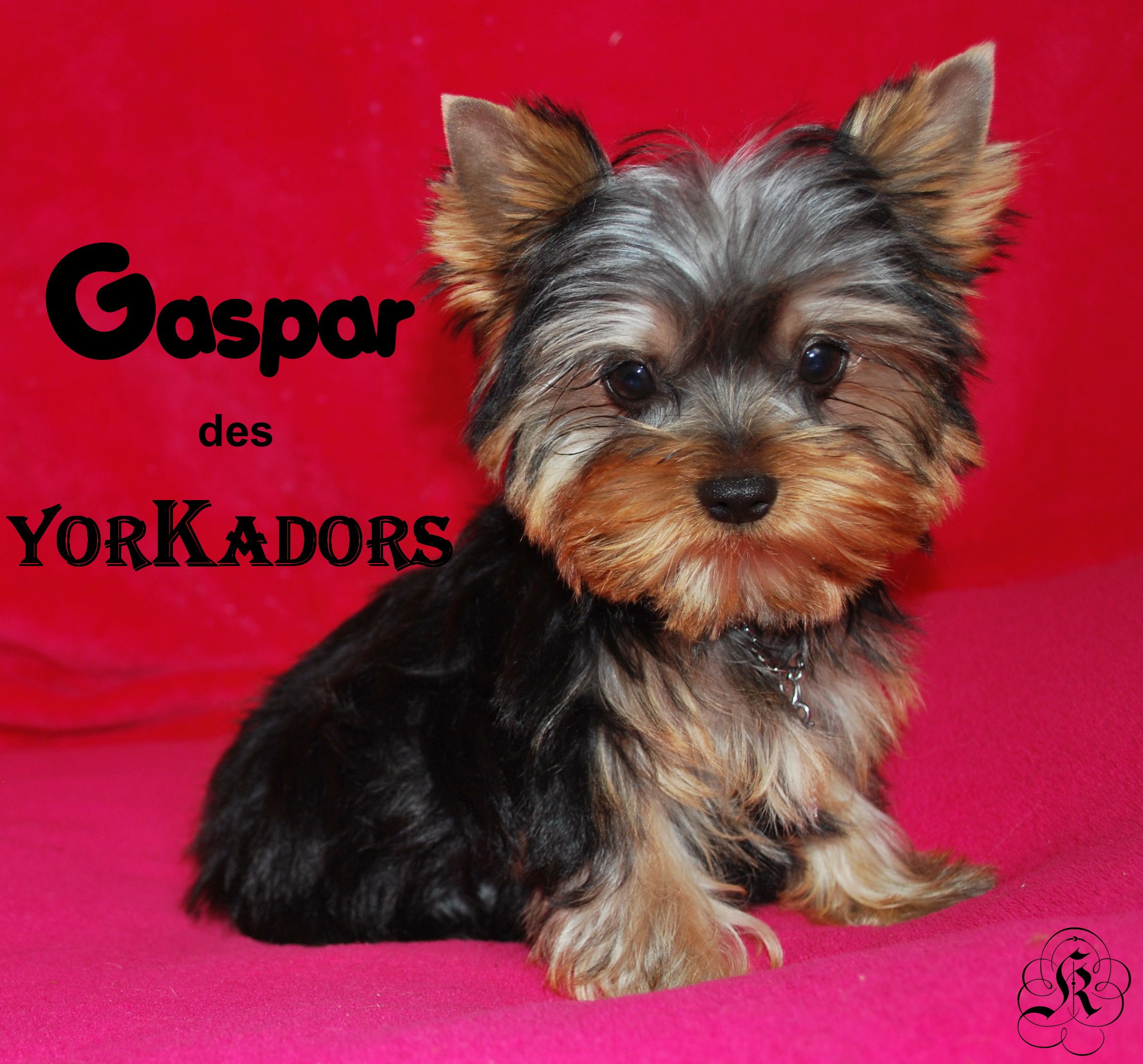 Gaspar