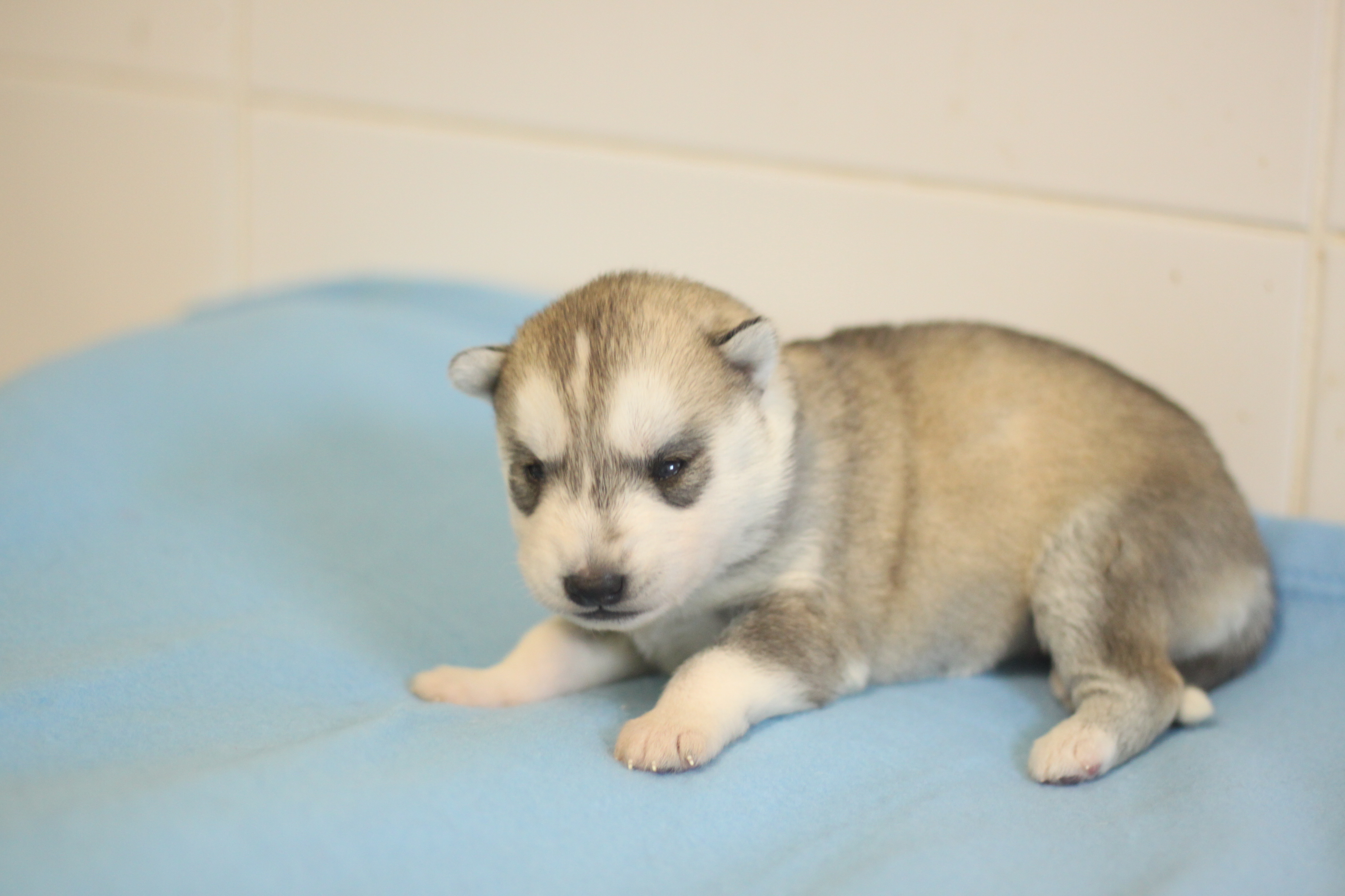 Naissance du 20 octobre 2025