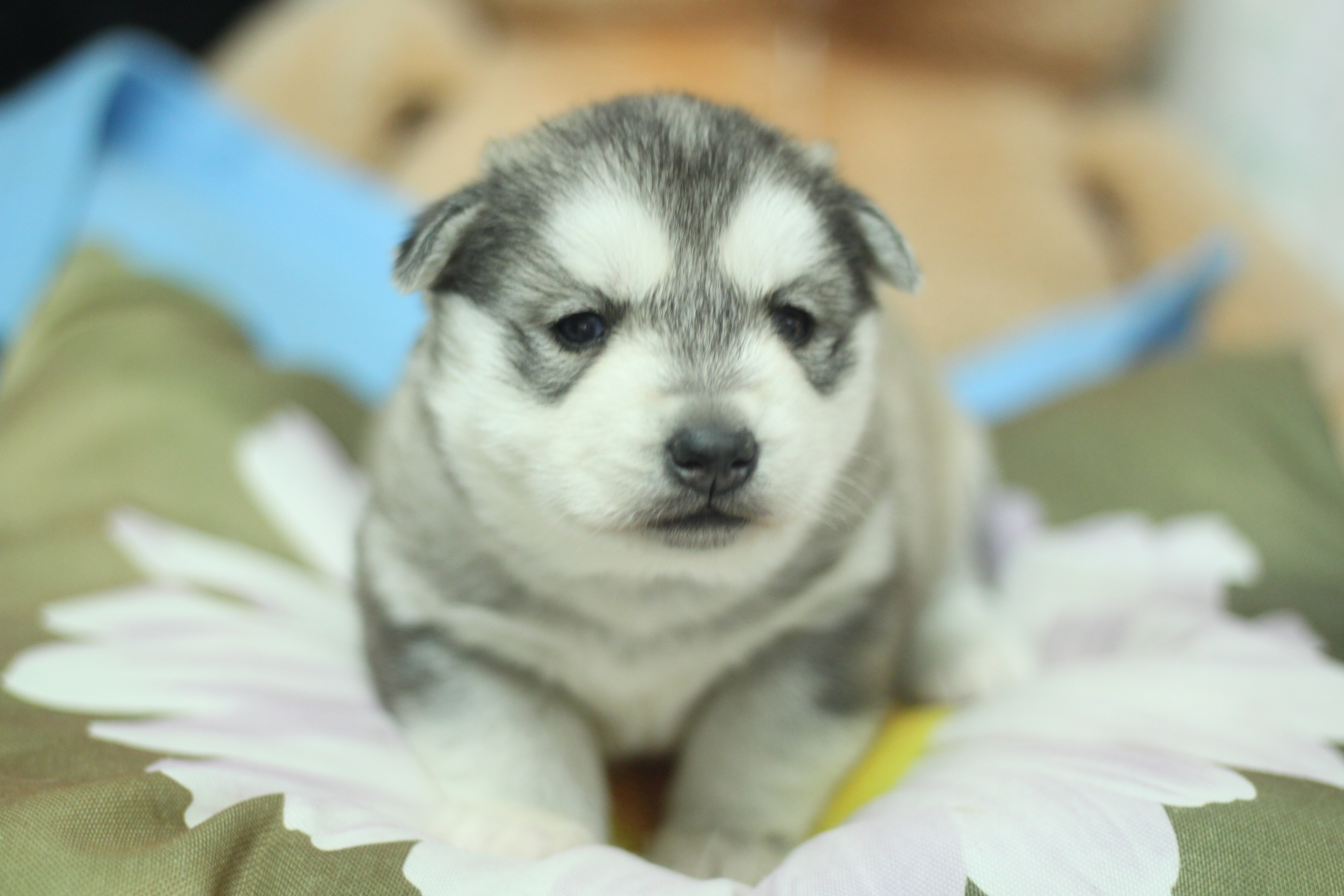 Naissance du 18 décembre 2025