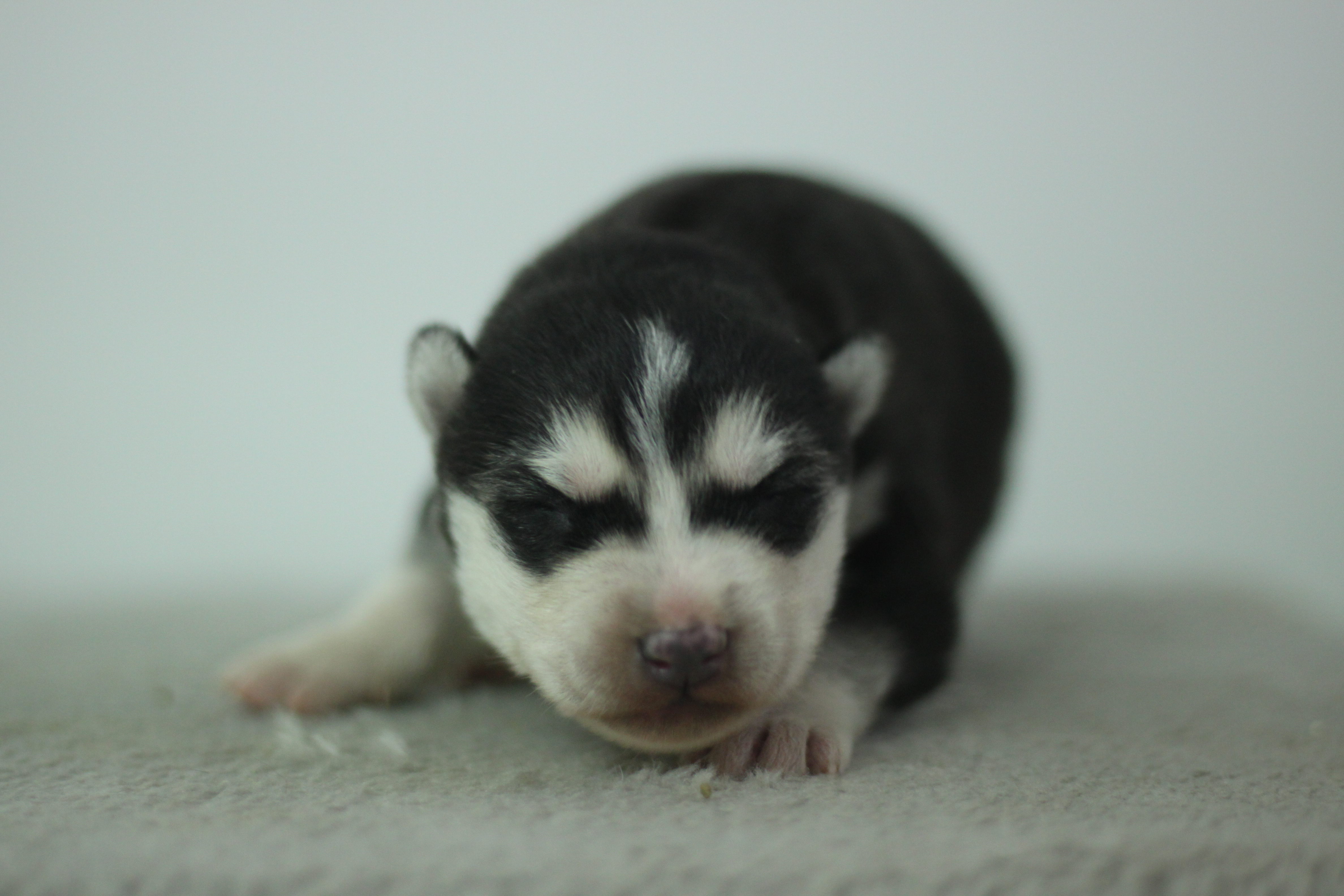 Naissance du 2 janvier 2026