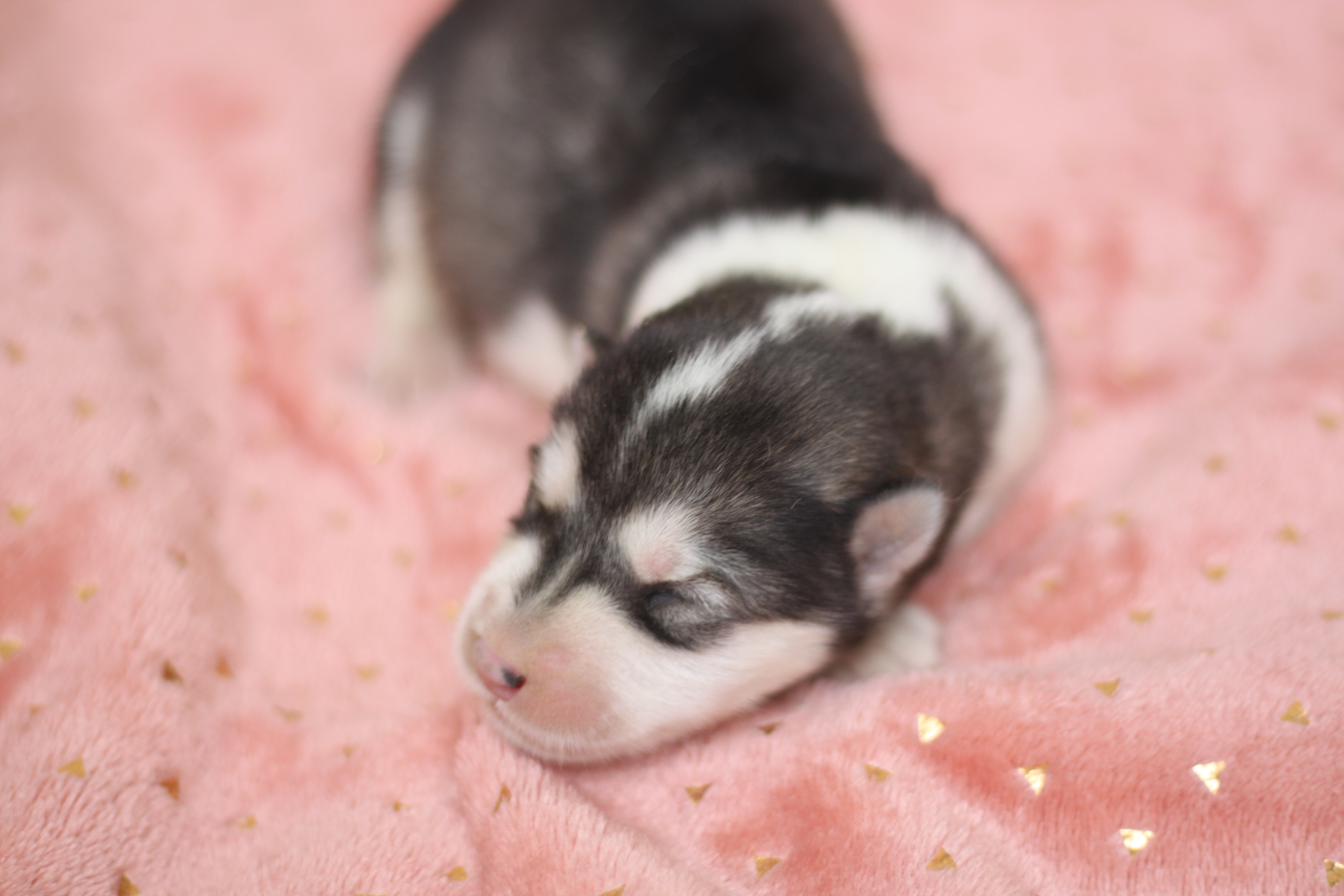 Naissance du 1er avril 2026