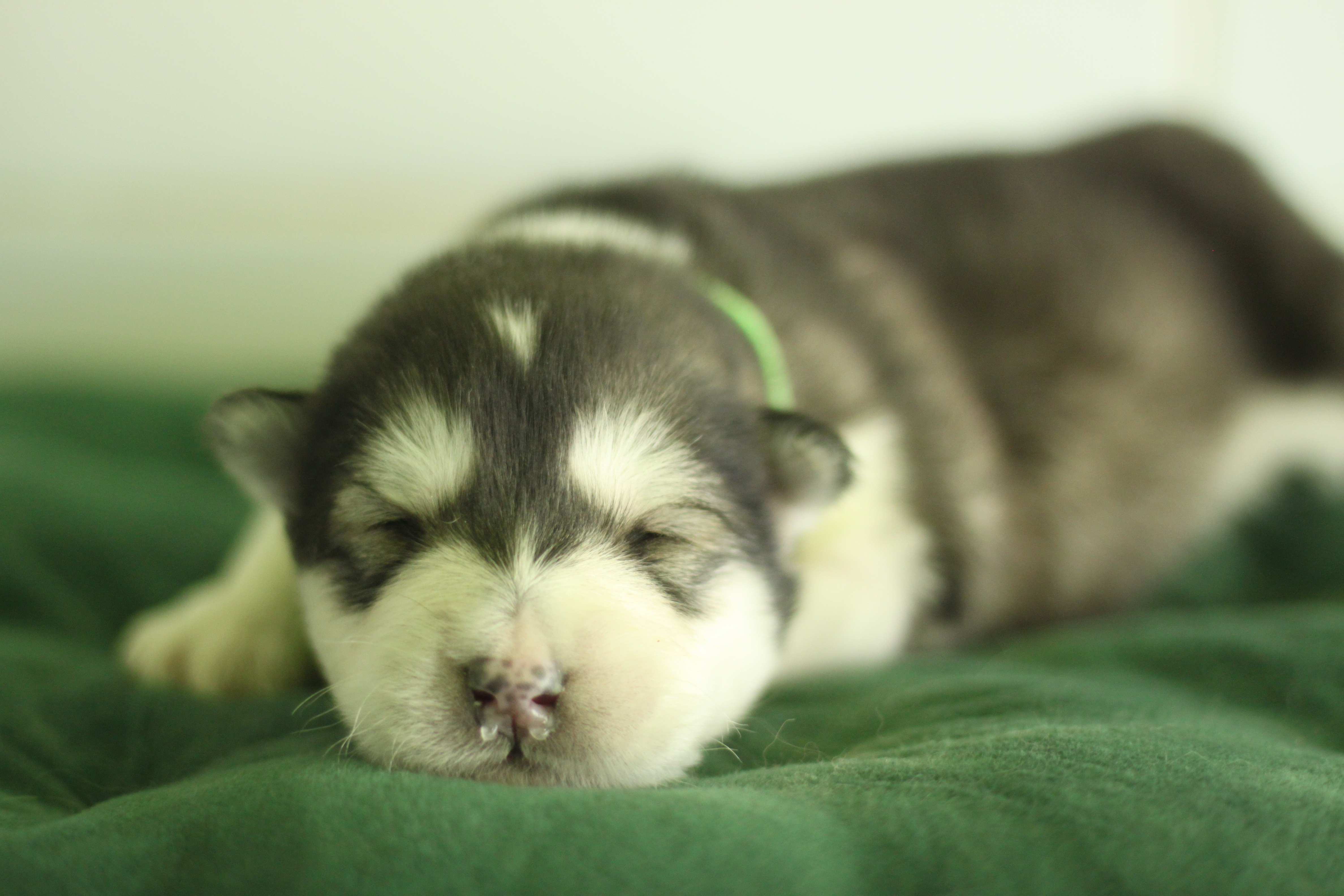 Naissance du 1er avril 2026